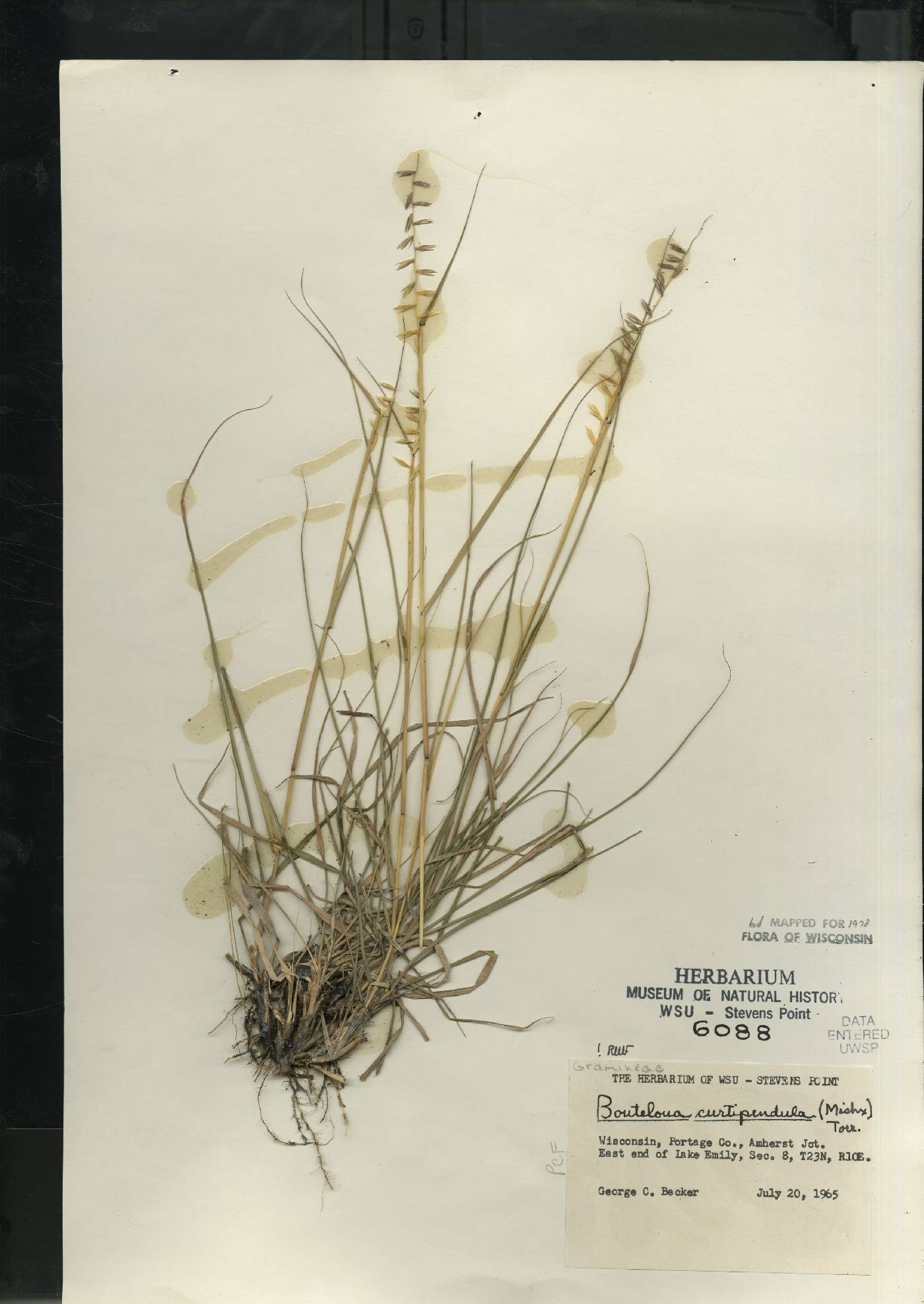 Bouteloua curtipendula image