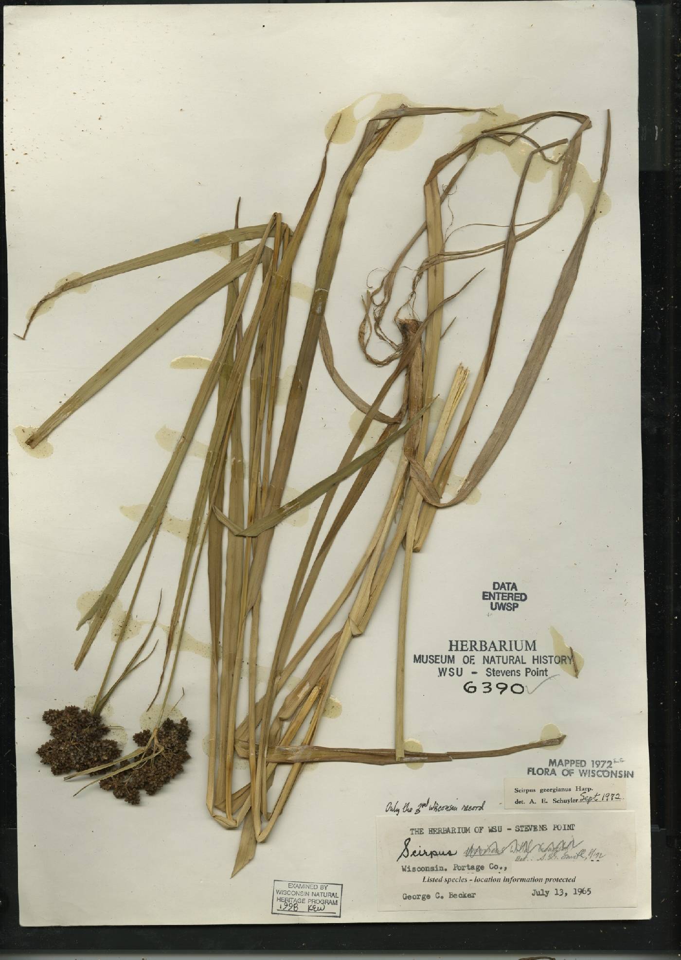Scirpus georgianus image