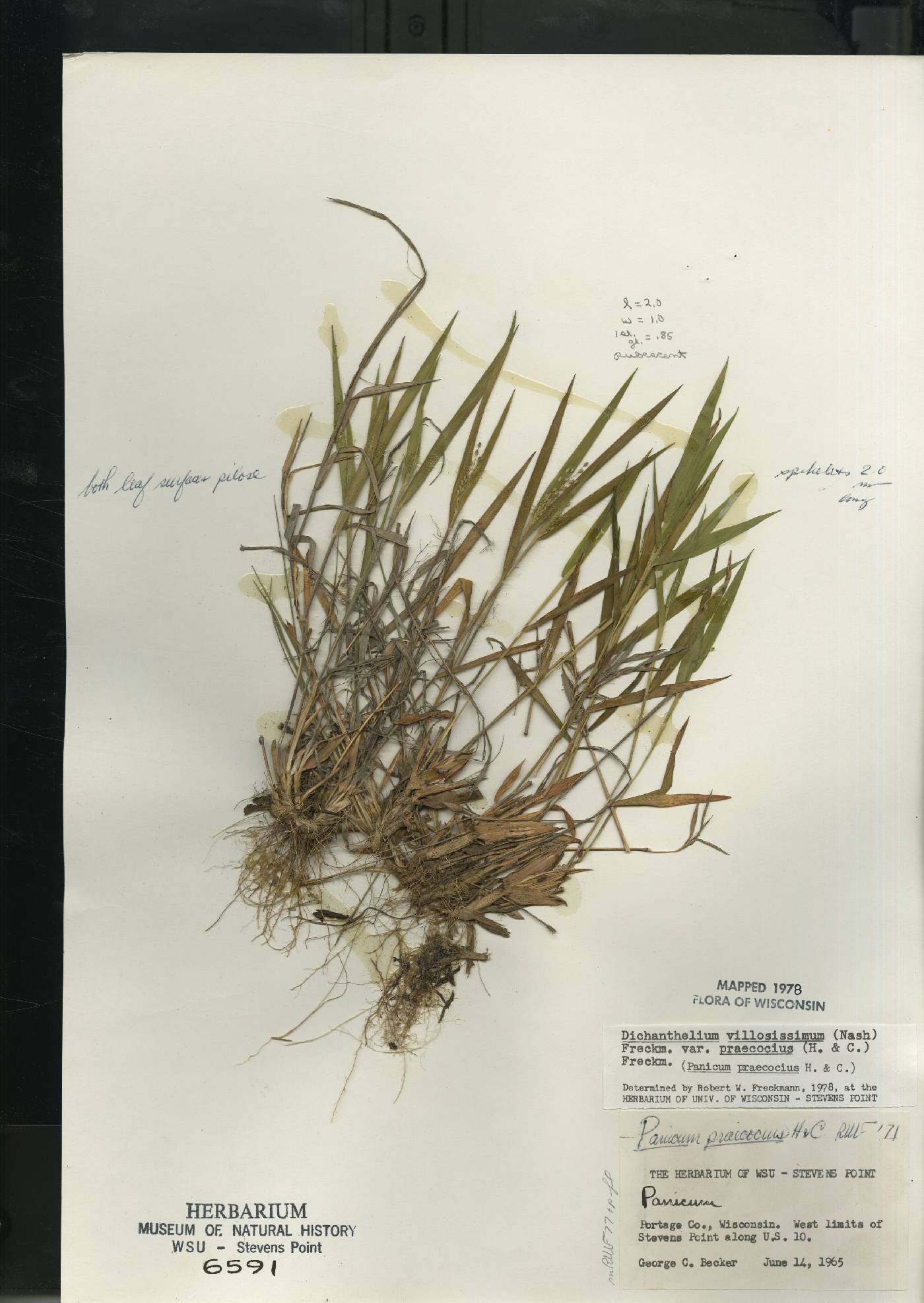 Dichanthelium villosissimum var. praecocius image