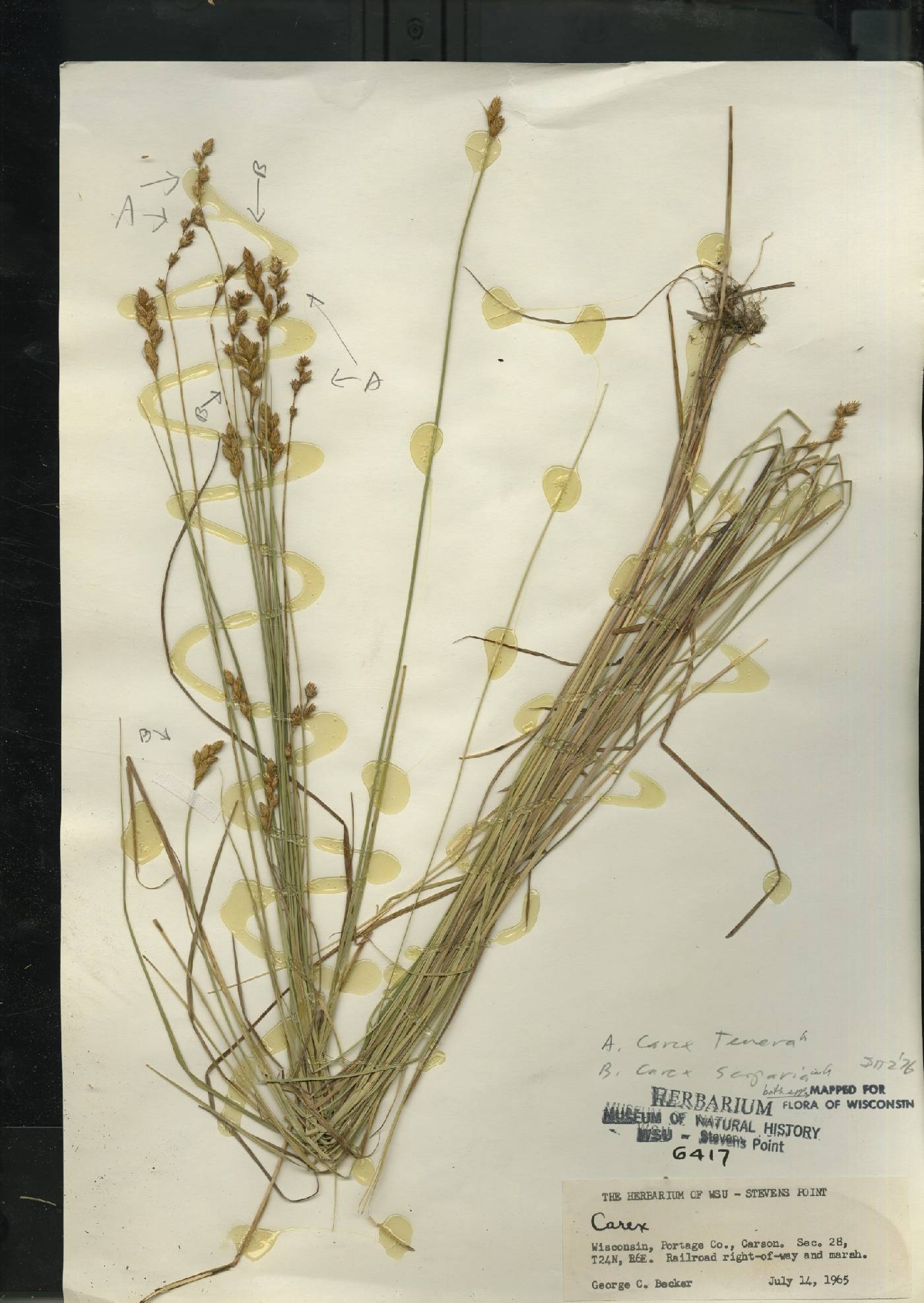 Carex scoparia var. scoparia image