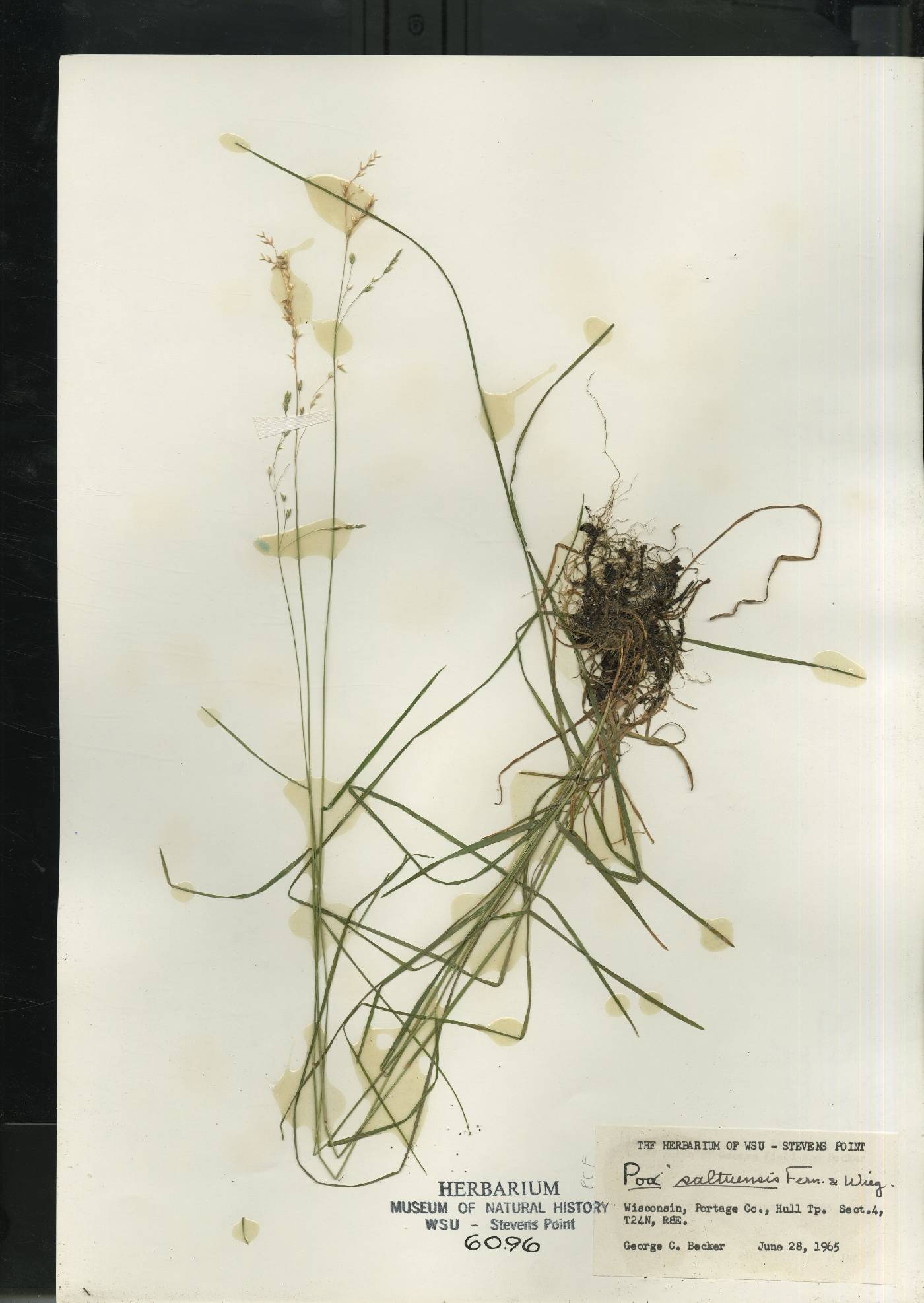 Poa saltuensis image