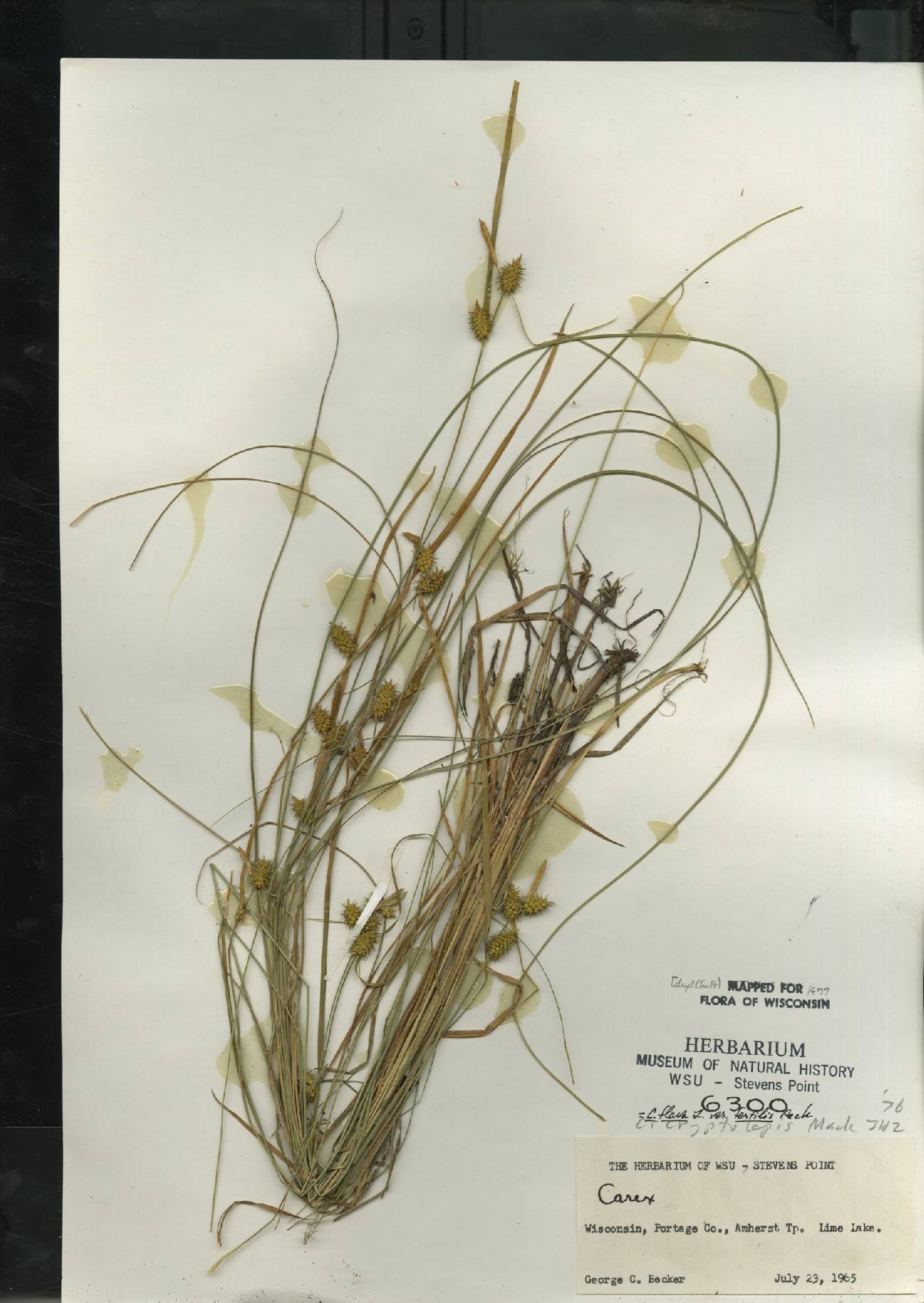 Carex flava image