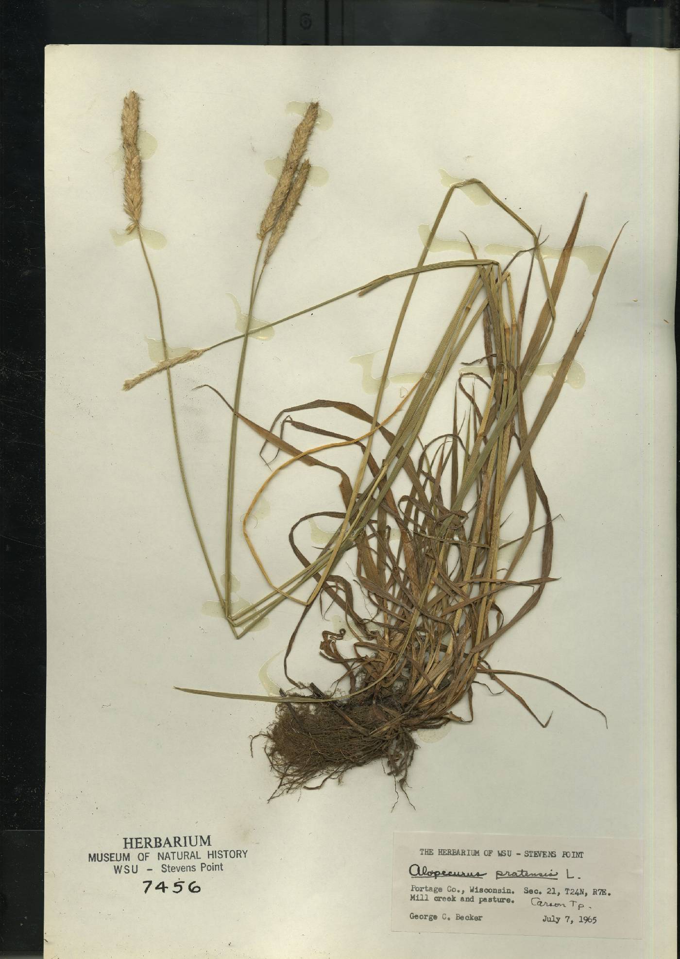Alopecurus pratensis image