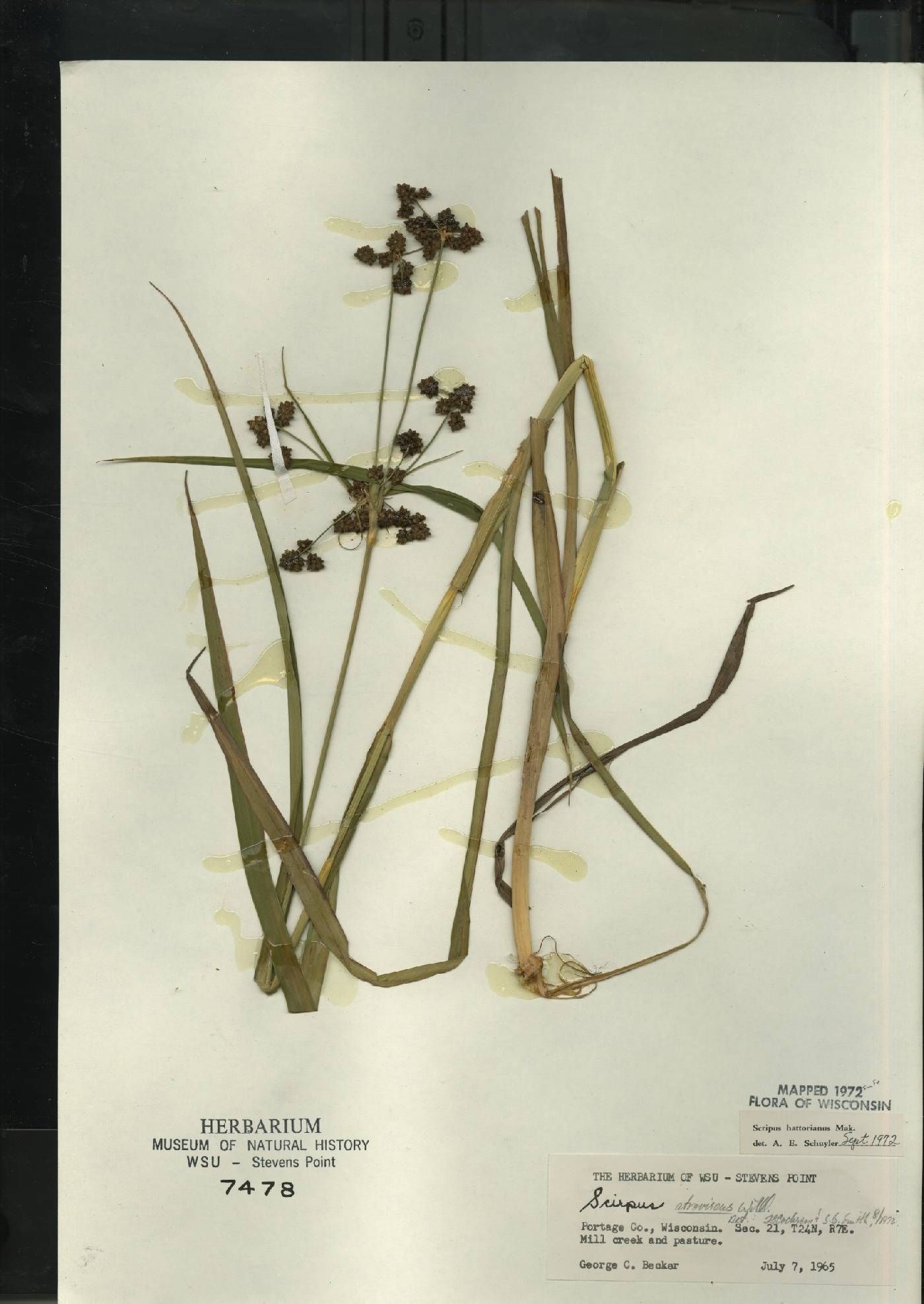 Scirpus hattorianus image