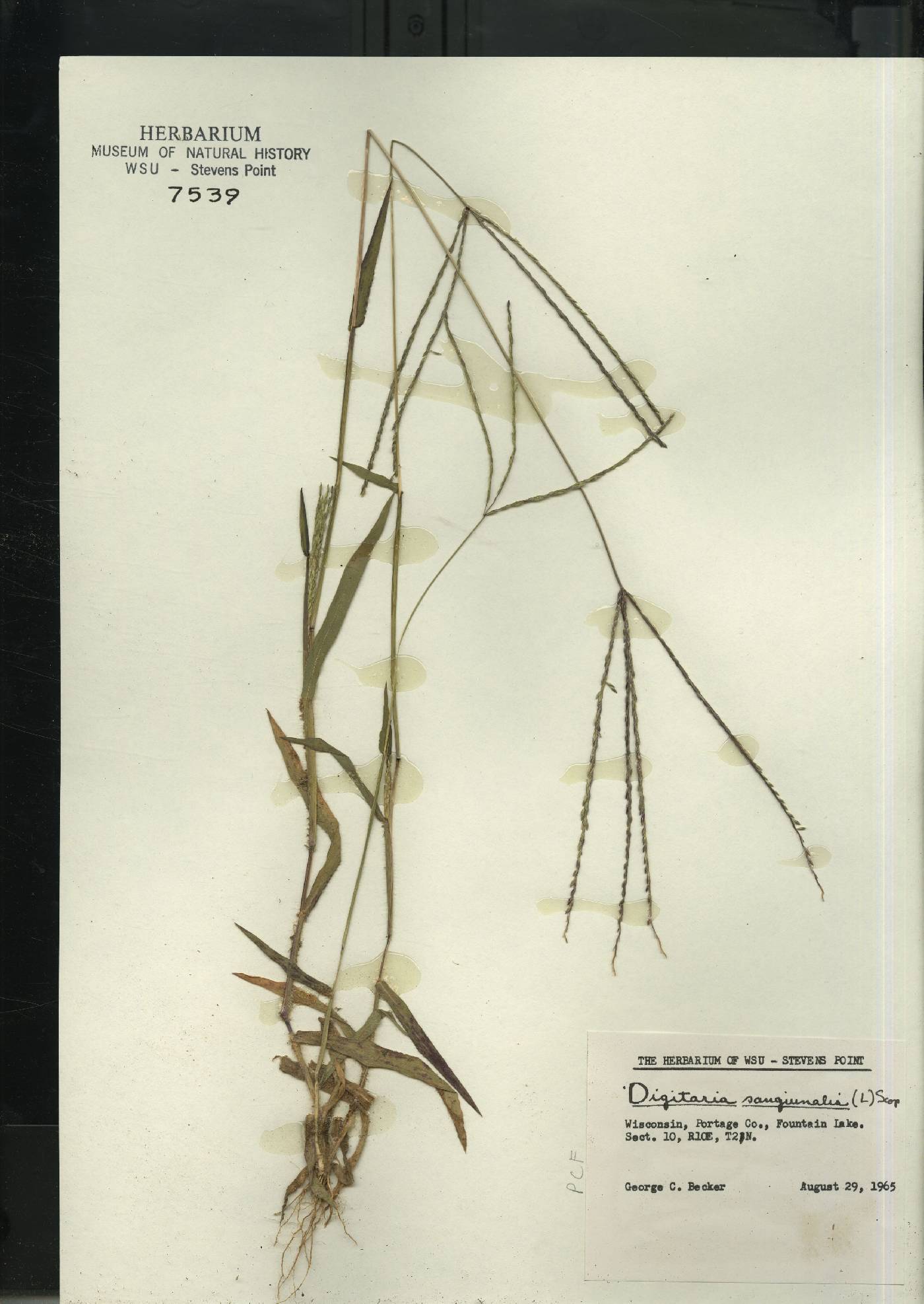 Digitaria sanguinalis image