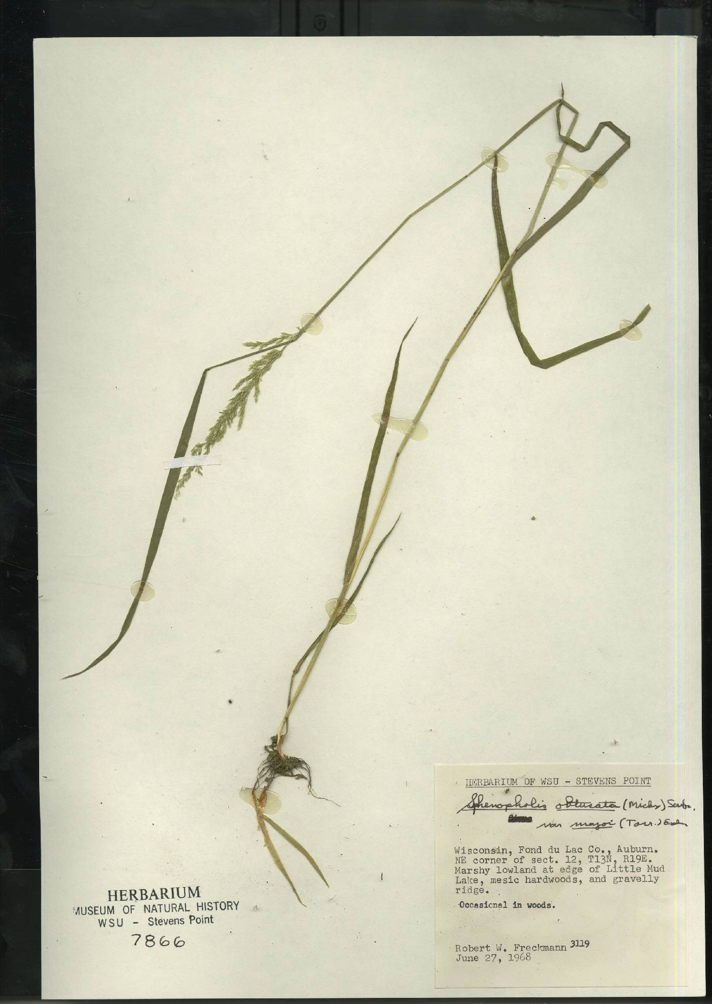 Sphenopholis intermedia image