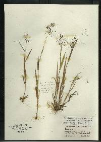 Image of Dichanthelium columbianum