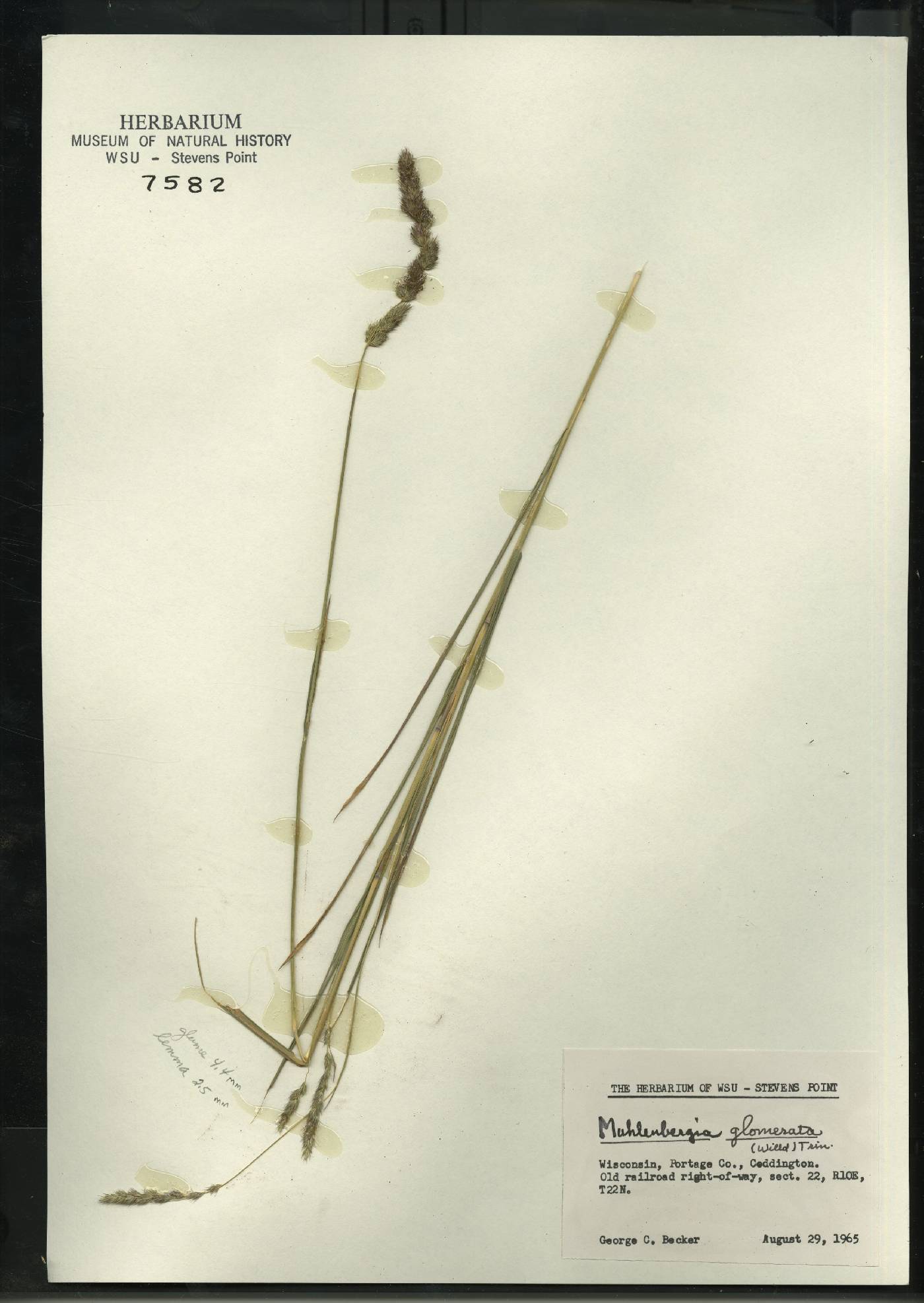 Muhlenbergia glomerata image