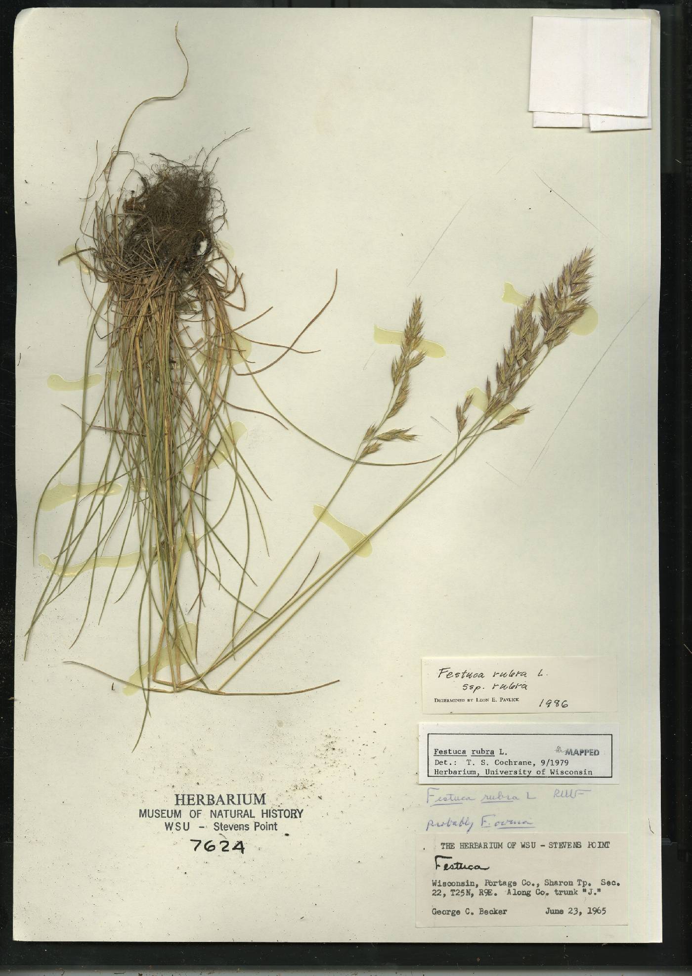 Festuca rubra subsp. rubra image