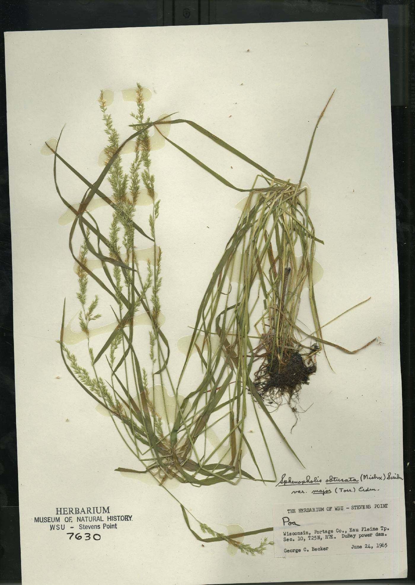 Sphenopholis intermedia image