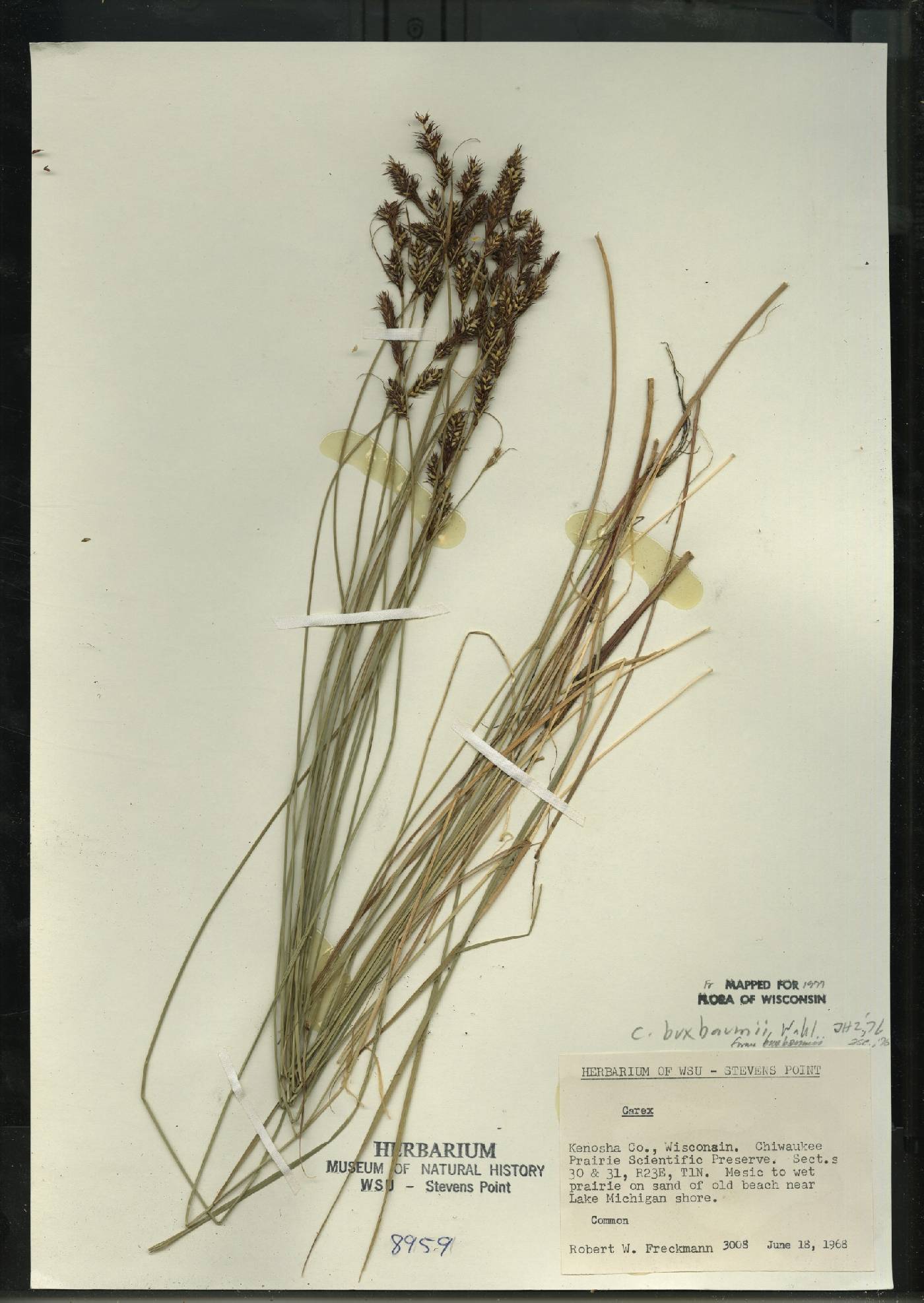Carex buxbaumii image