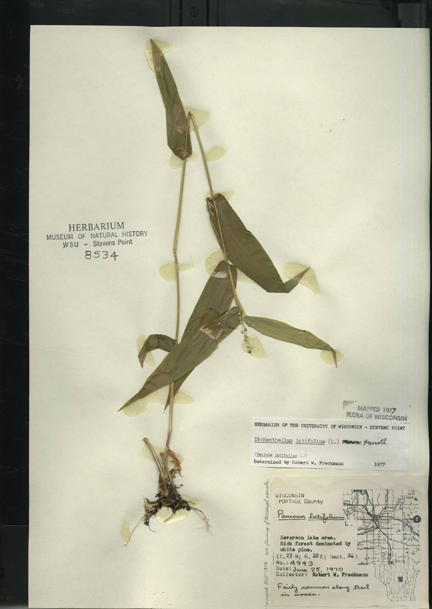 Dichanthelium latifolium image