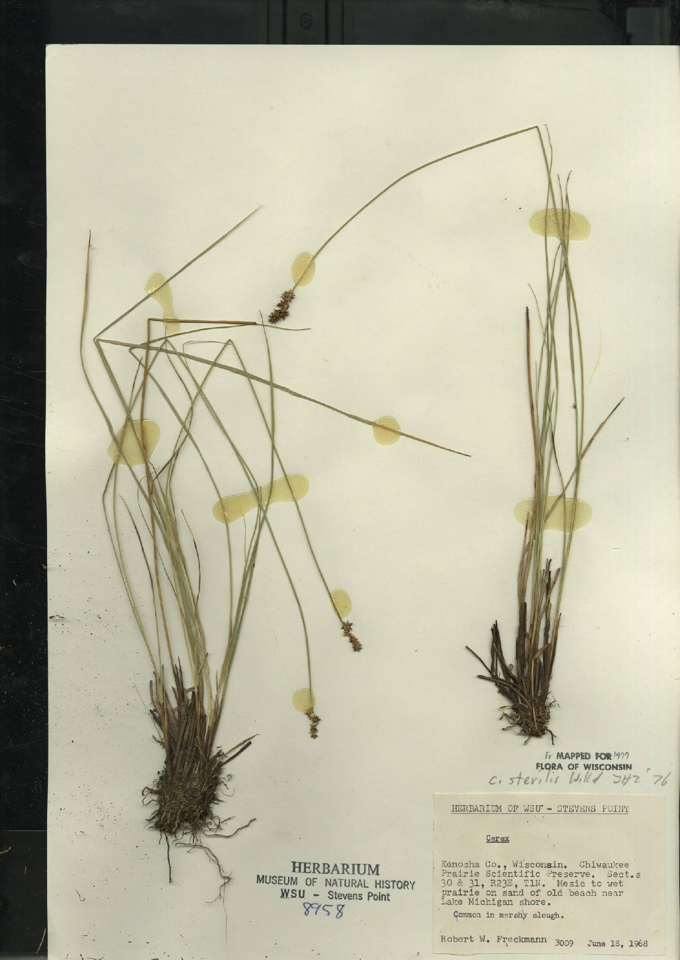 Carex sterilis image