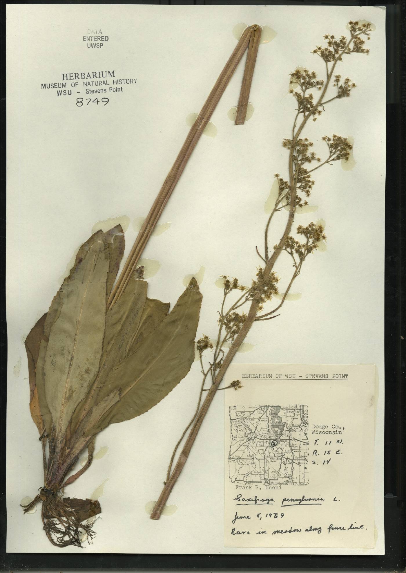 Micranthes pensylvanica image