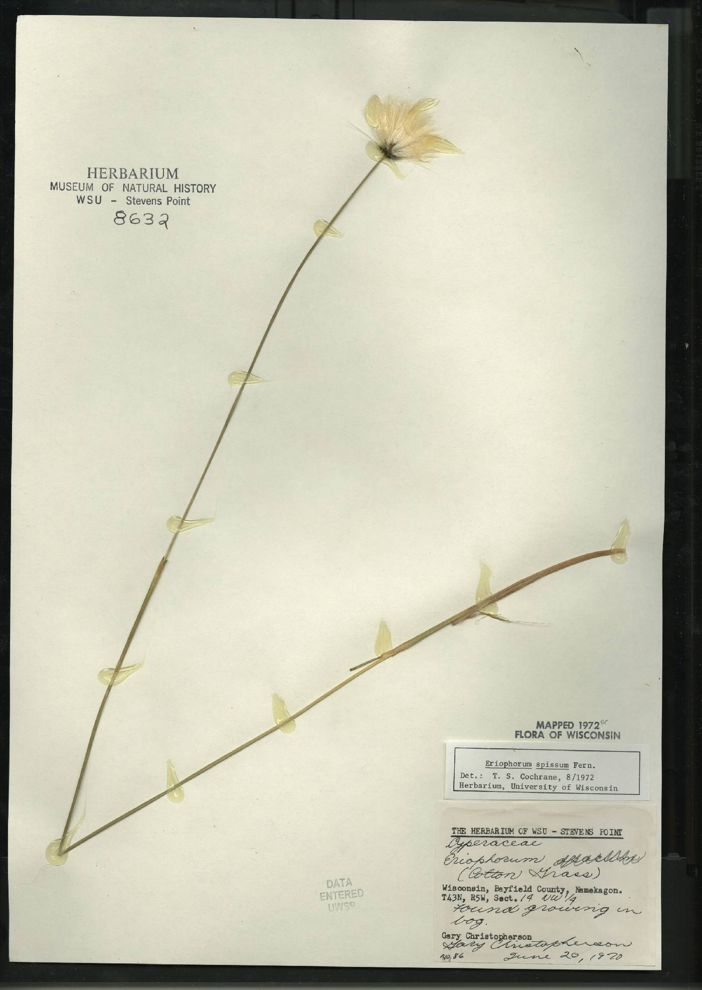 Eriophorum vaginatum image