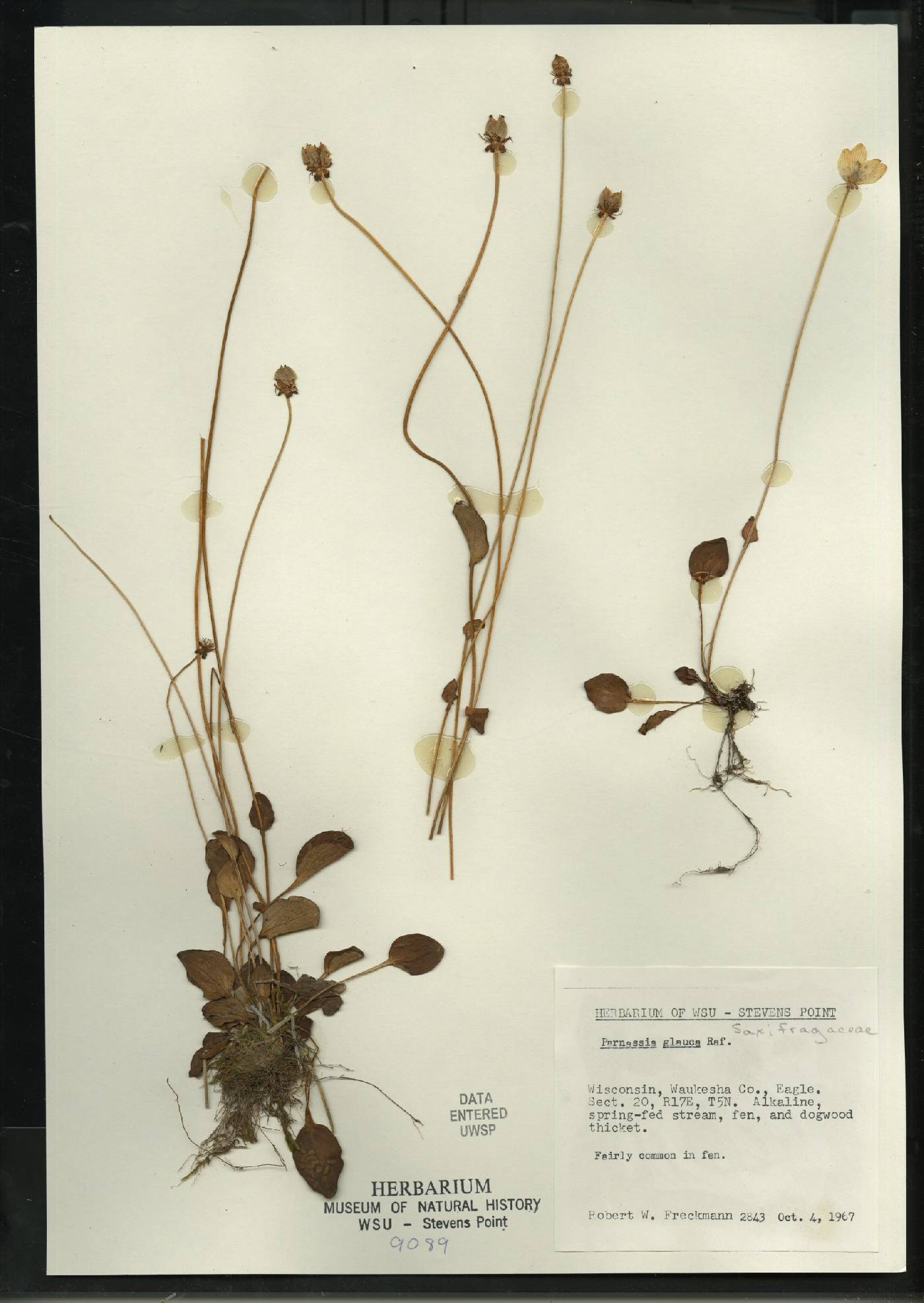 Parnassia glauca image