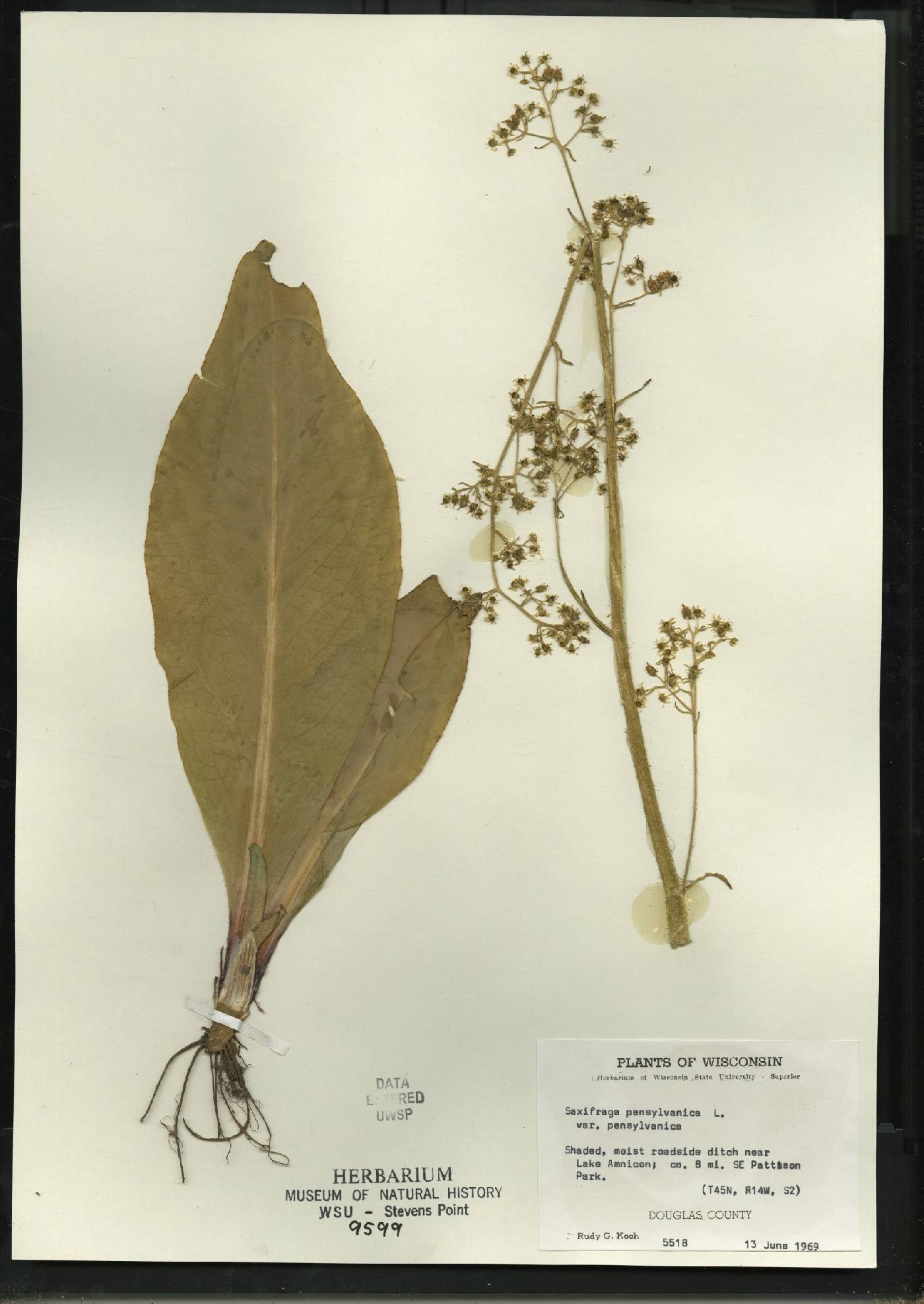 Micranthes pensylvanica image