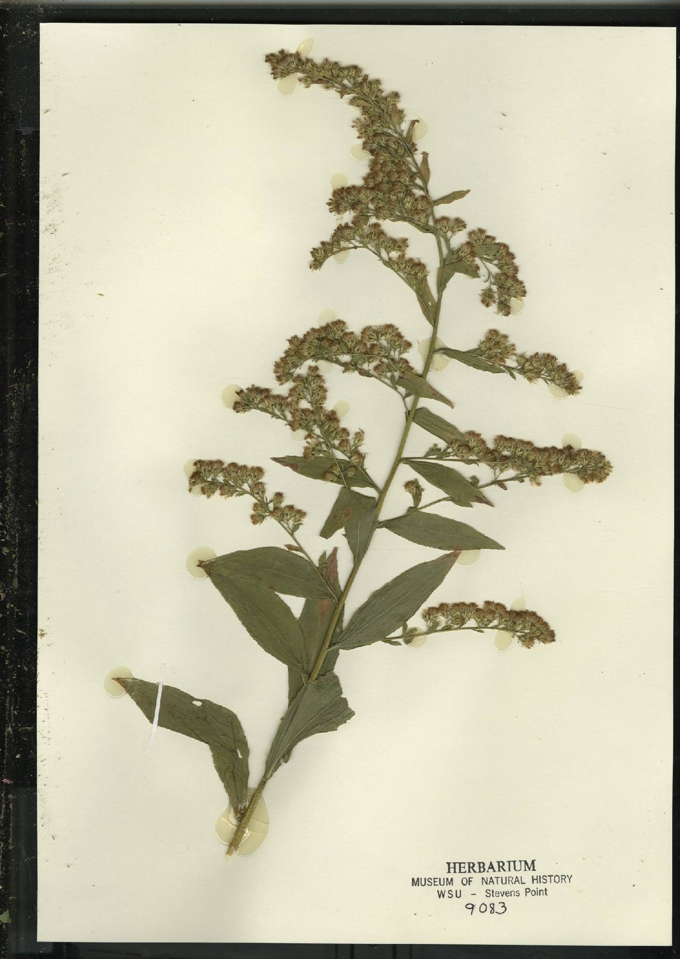 Solidago patula image
