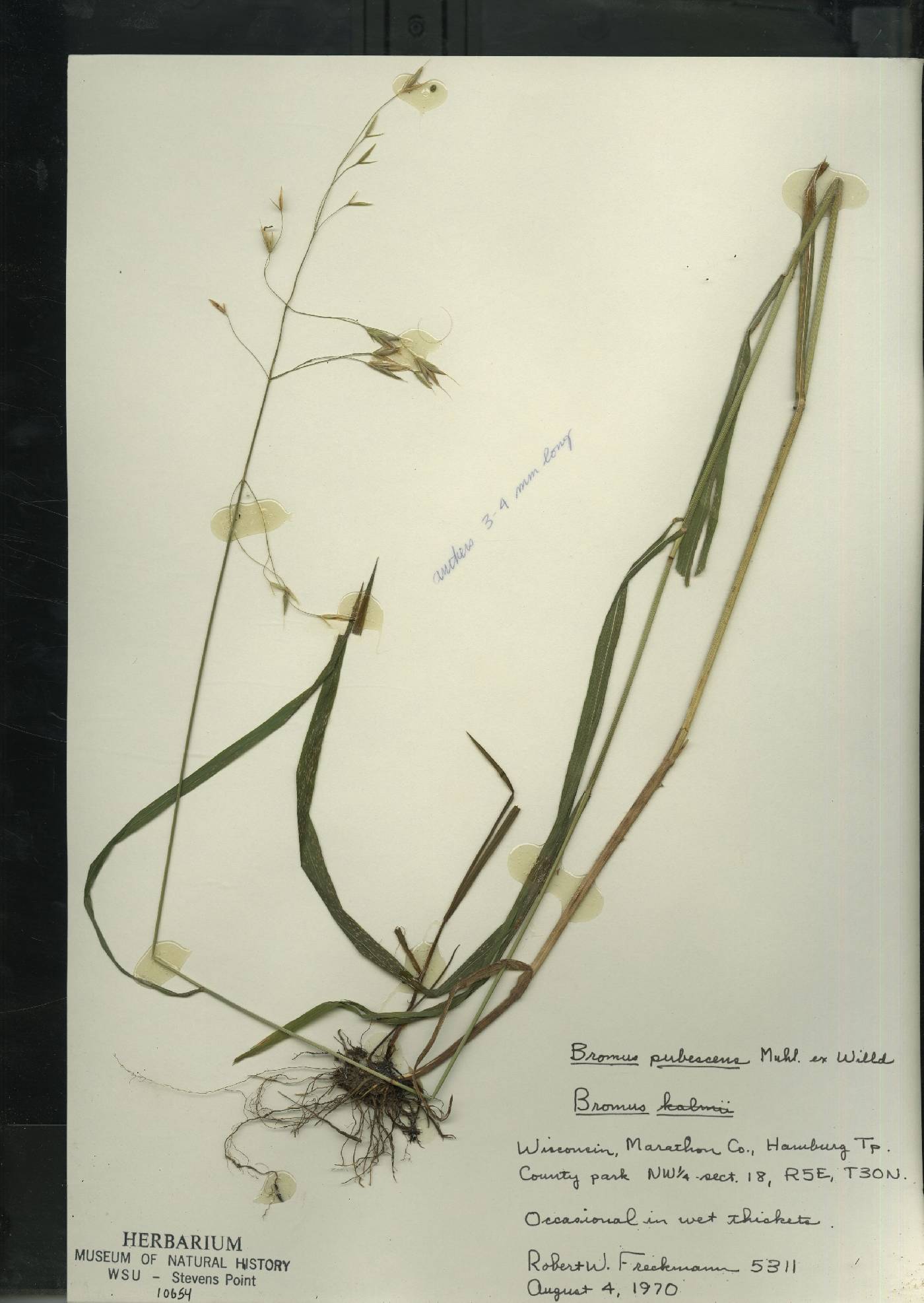 Bromus nottowayanus image