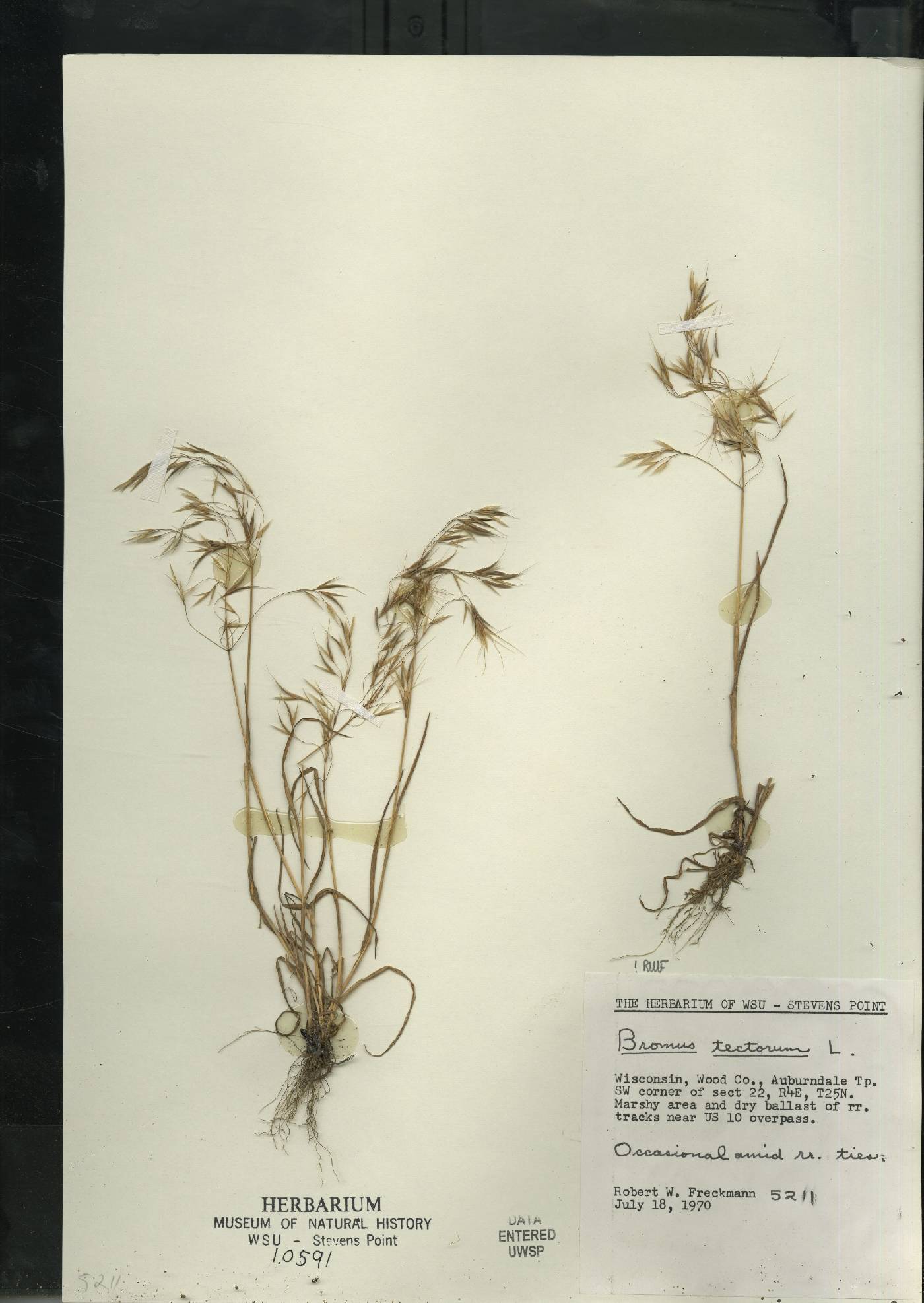 Bromus tectorum image
