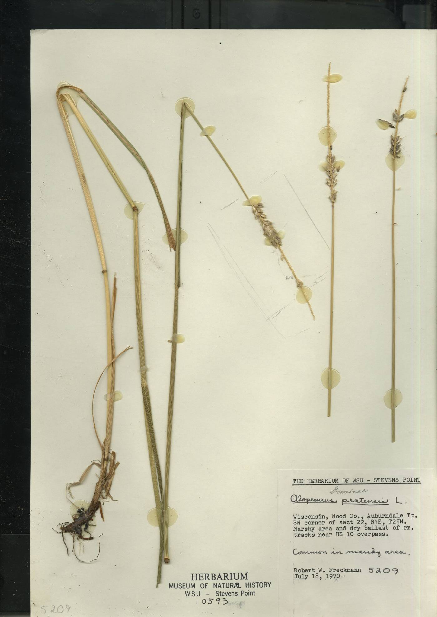 Alopecurus pratensis image