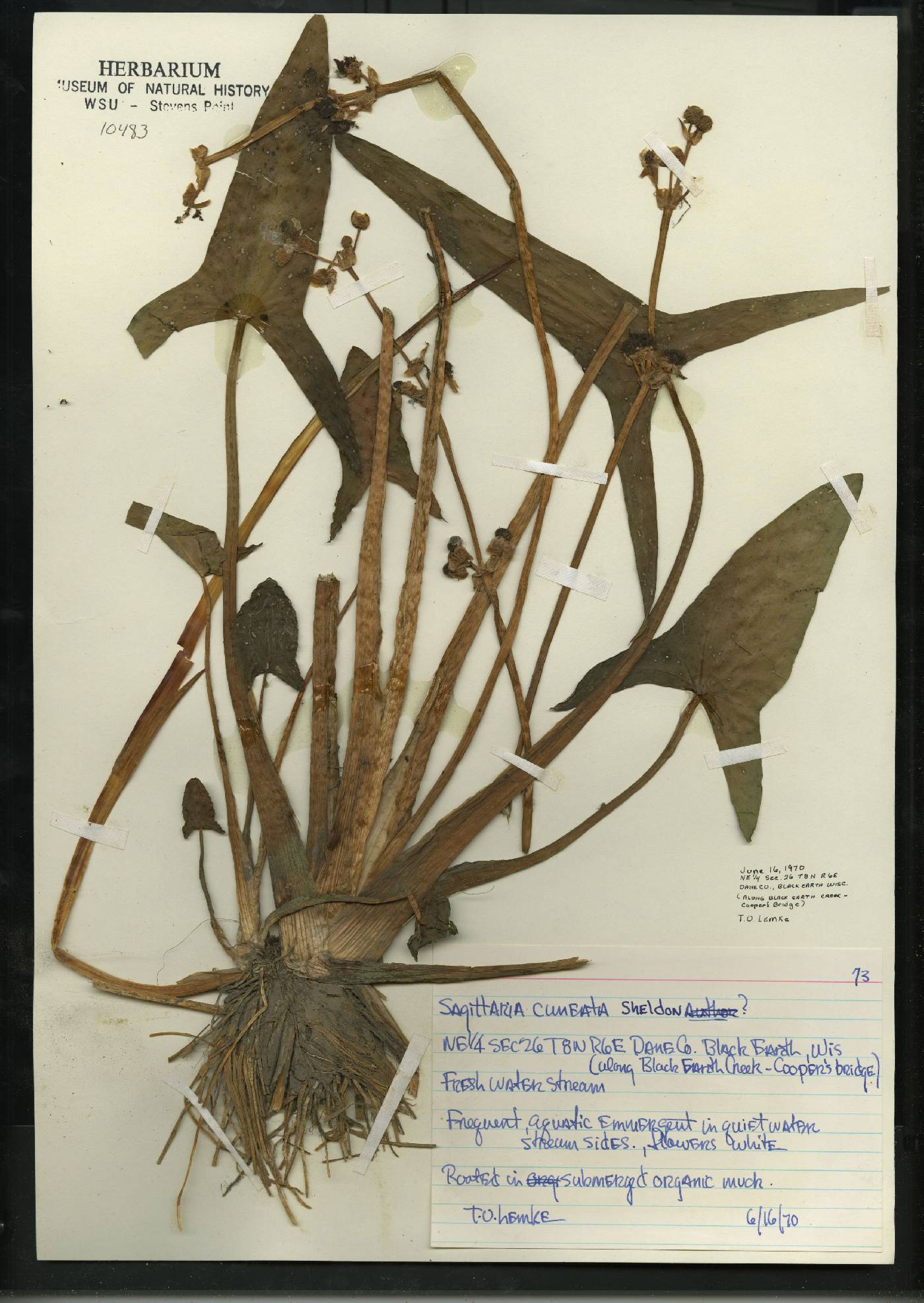 Sagittaria cuneata image