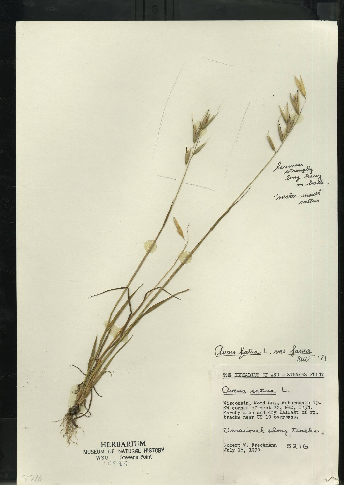 Avena fatua image