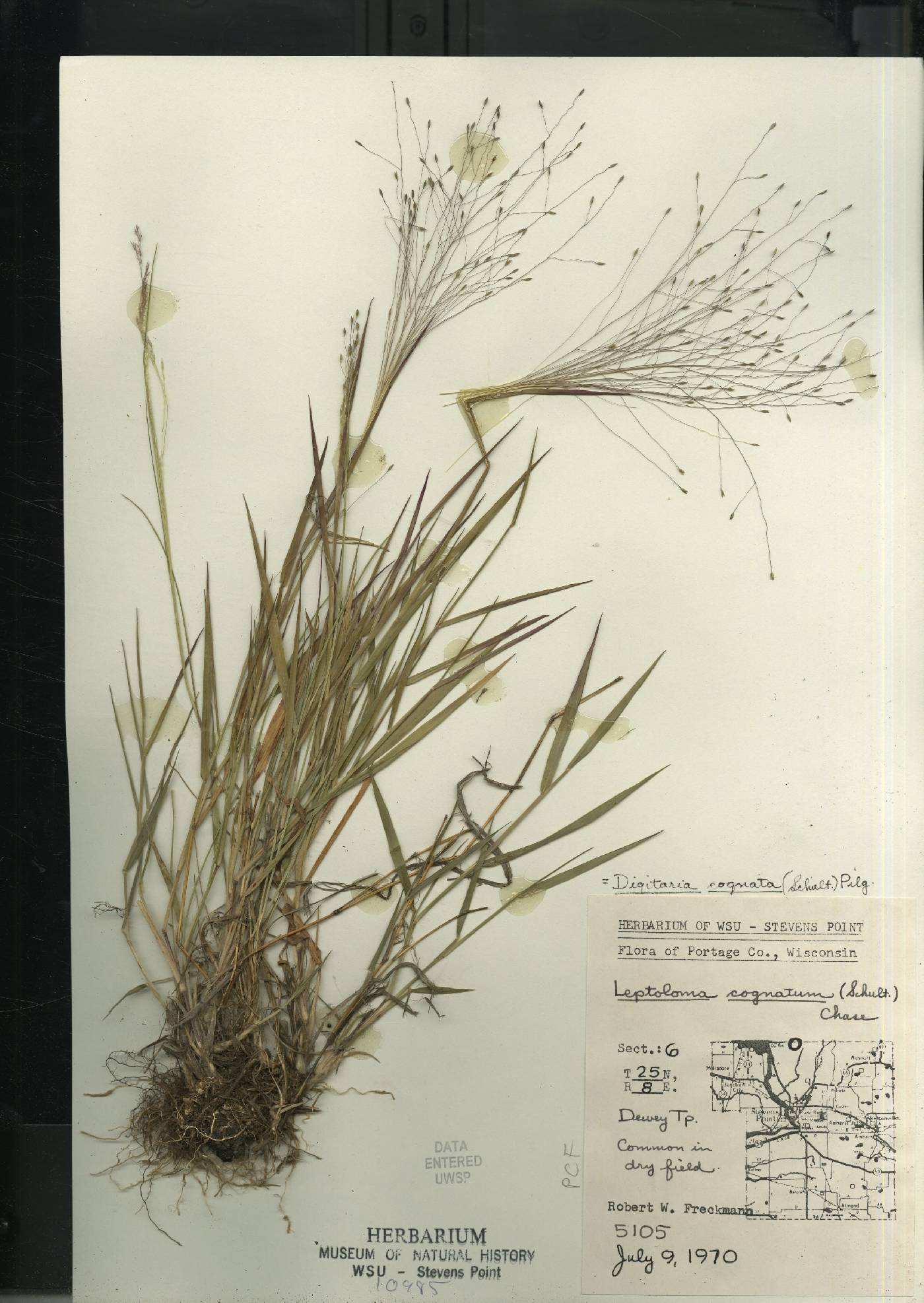 Digitaria cognata image