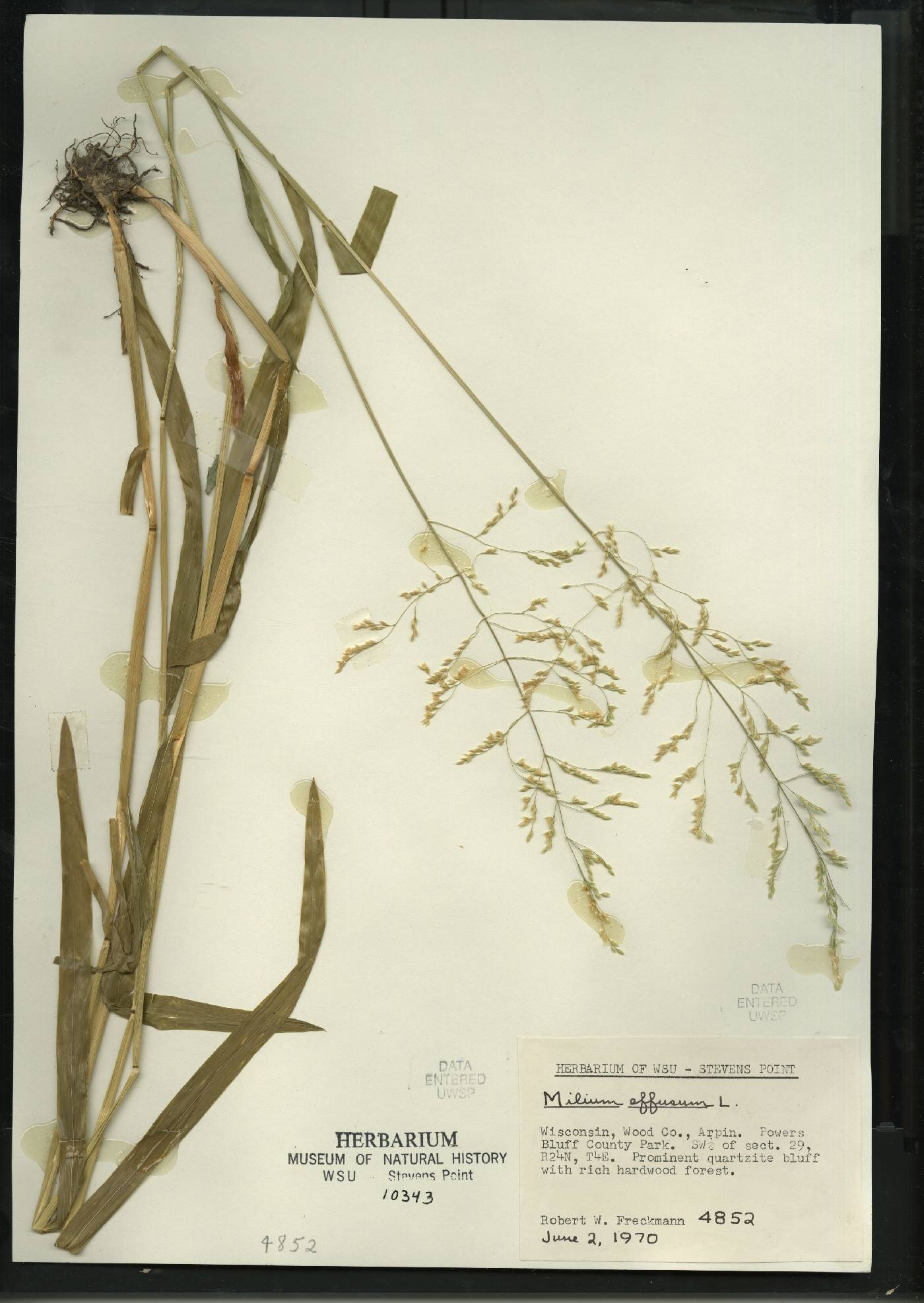 Milium effusum image