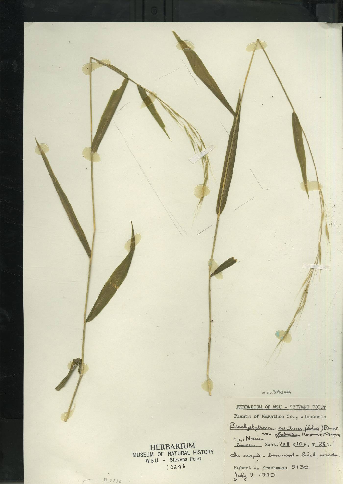 Brachyelytrum aristosum image