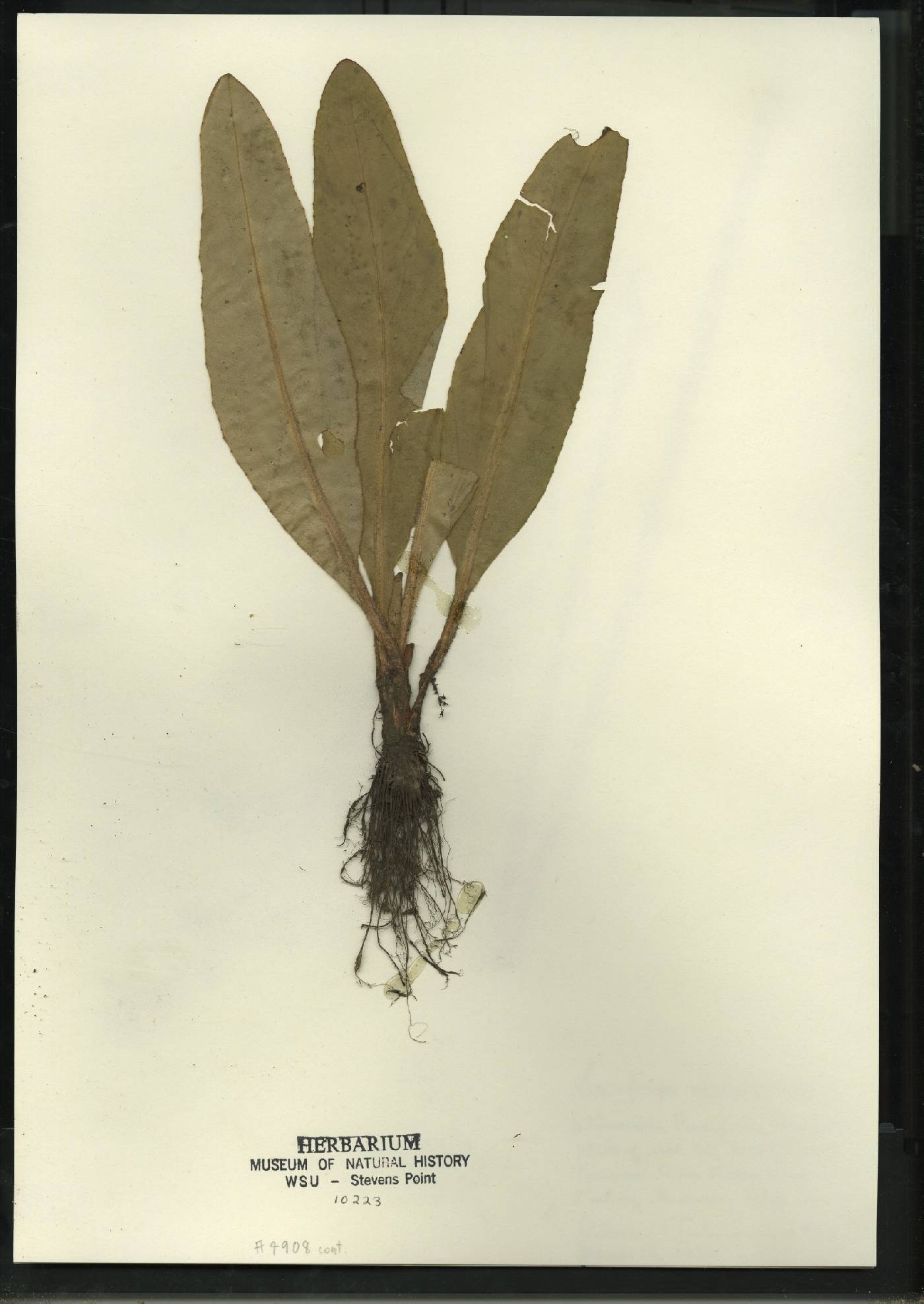 Micranthes pensylvanica image