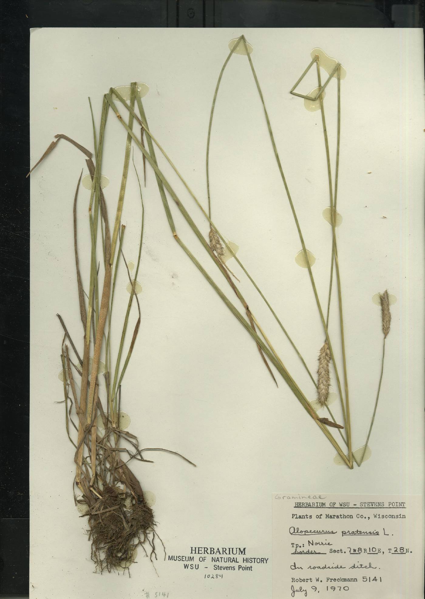 Alopecurus pratensis image