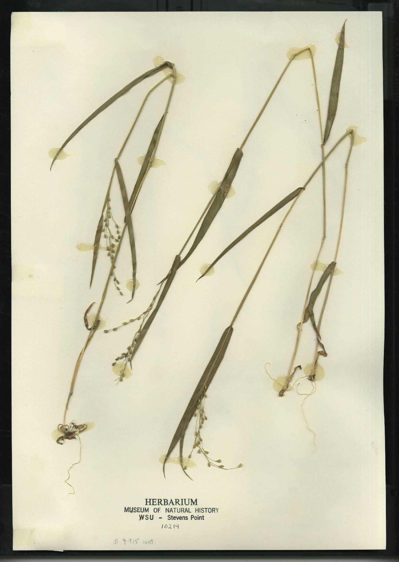 Dichanthelium leibergii image