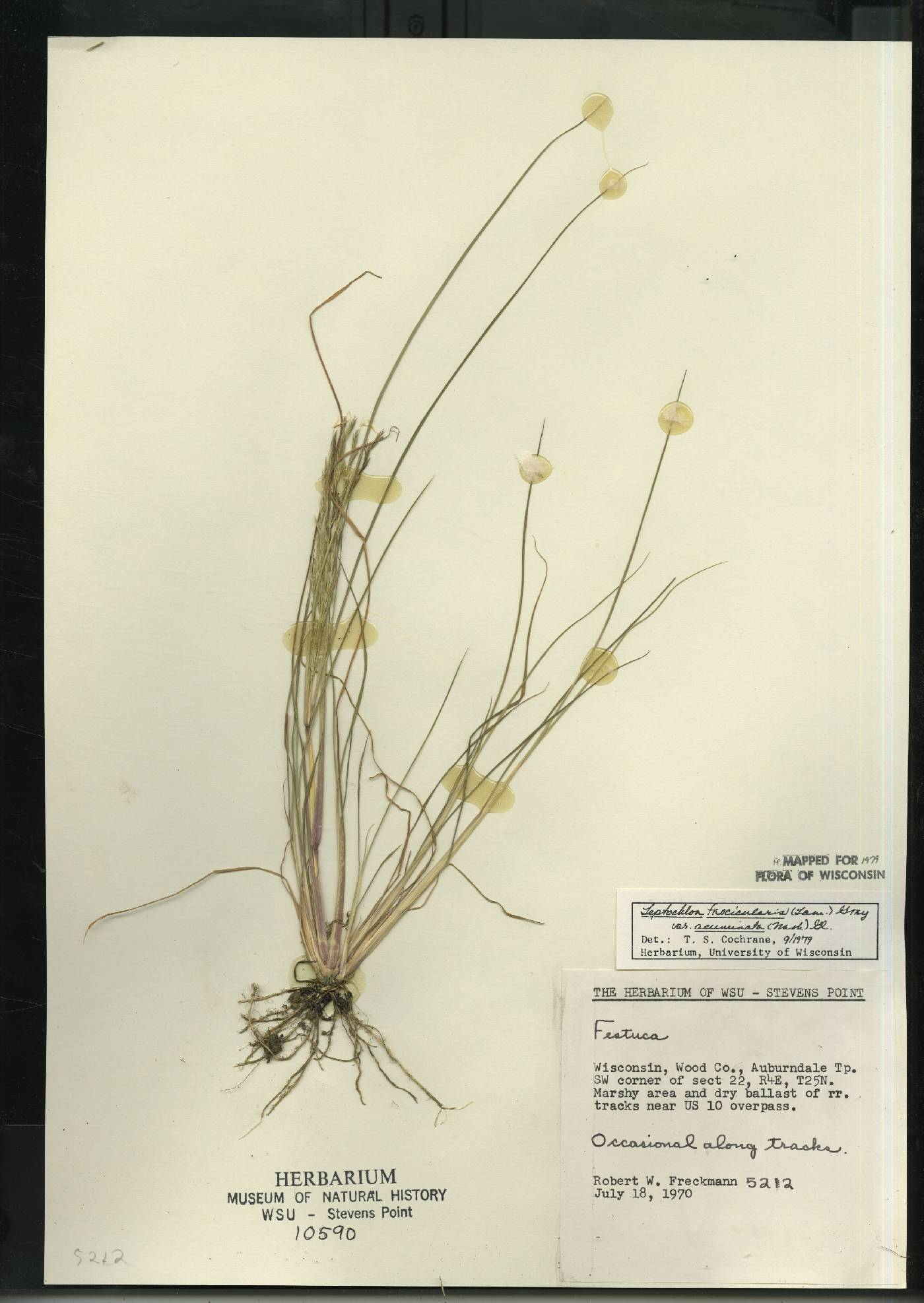 Diplachne fusca subsp. fascicularis image