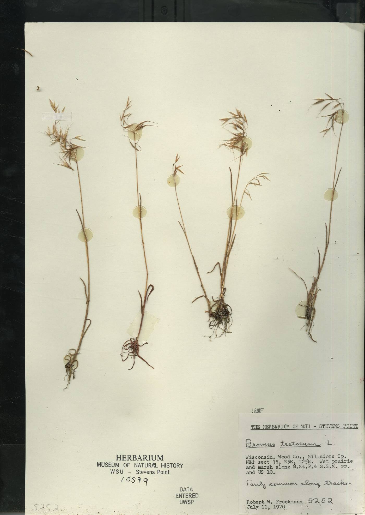 Bromus tectorum image