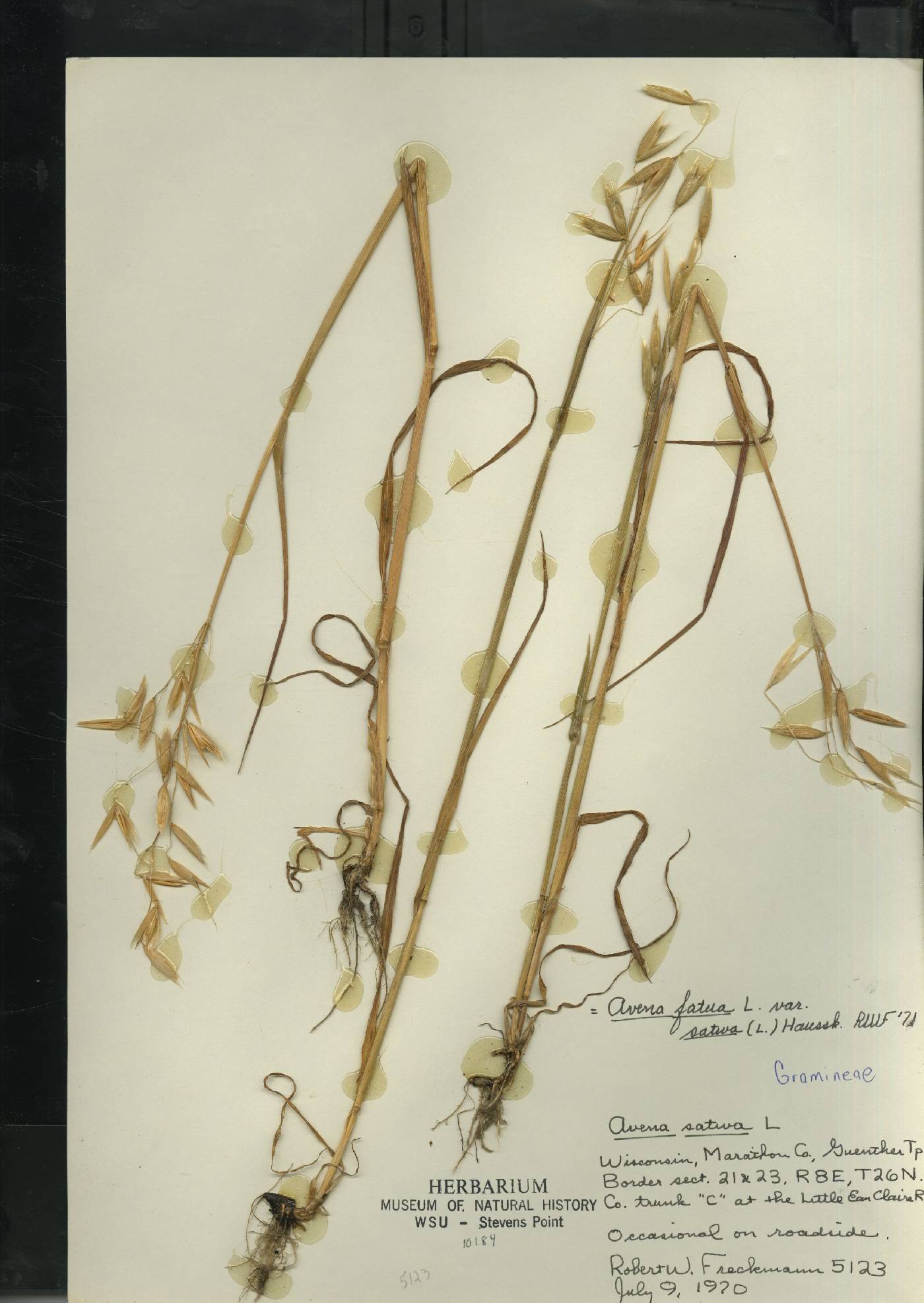 Avena sativa image
