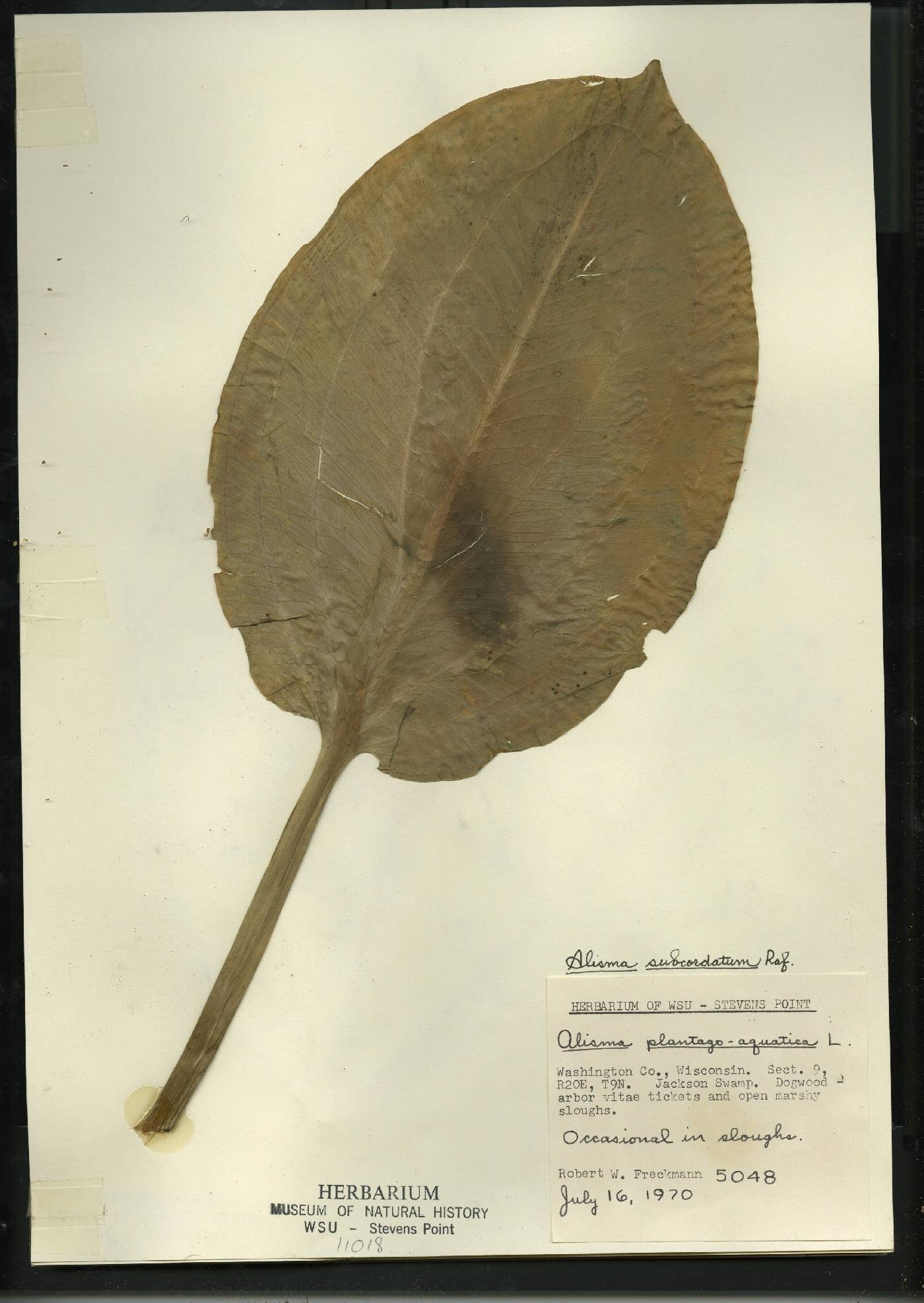 Alisma subcordatum image