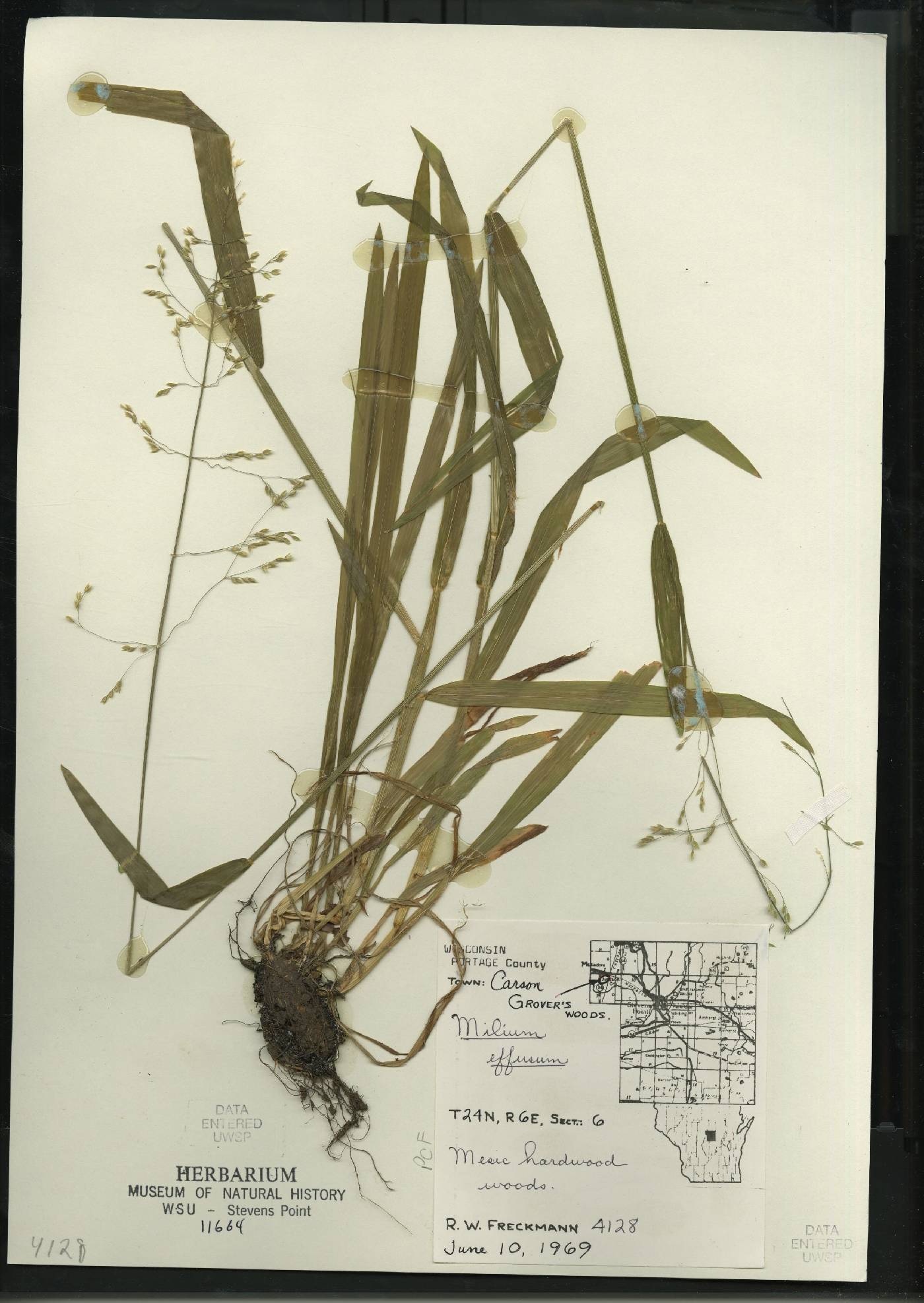 Milium effusum image