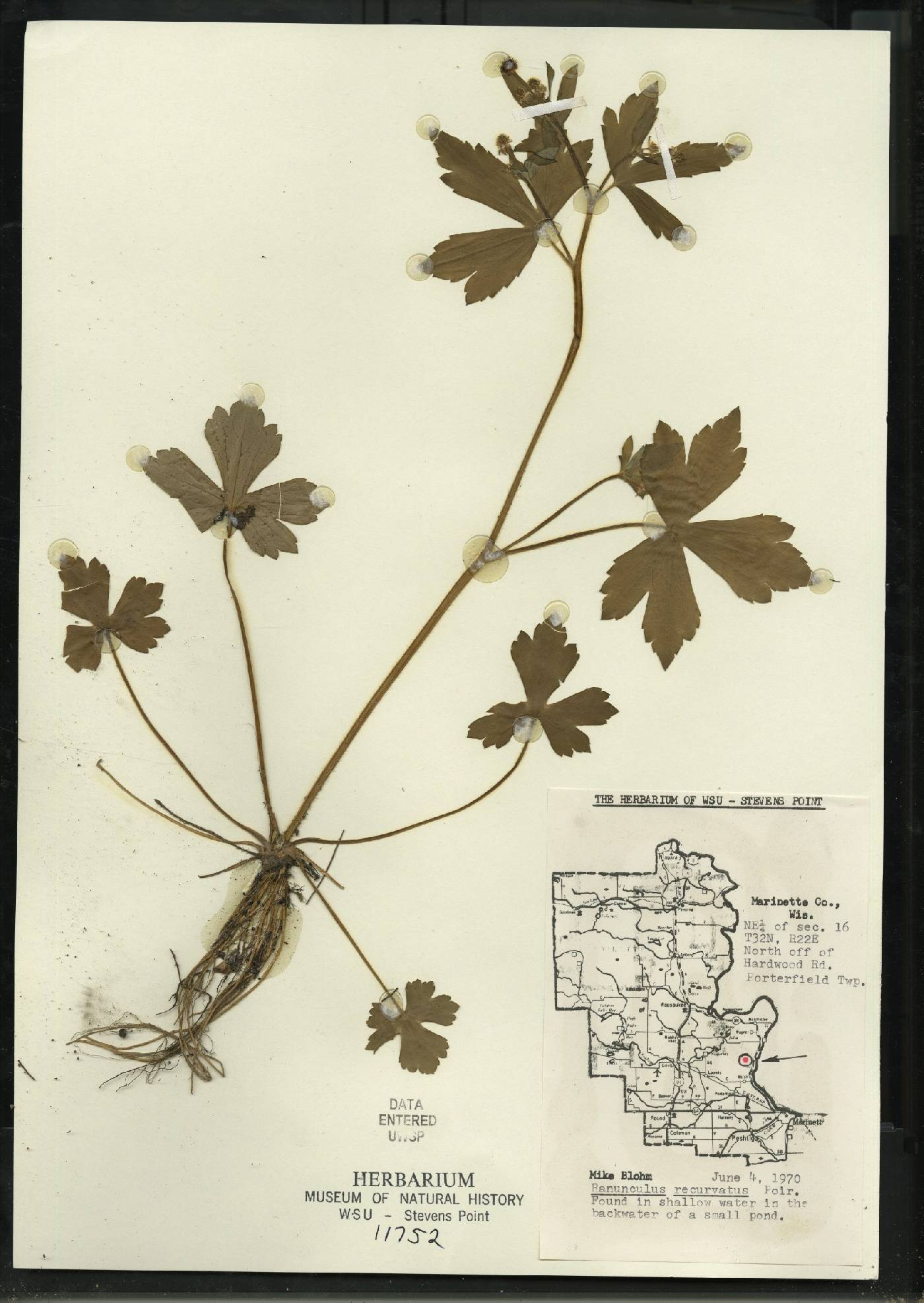 Ranunculus recurvatus var. recurvatus image