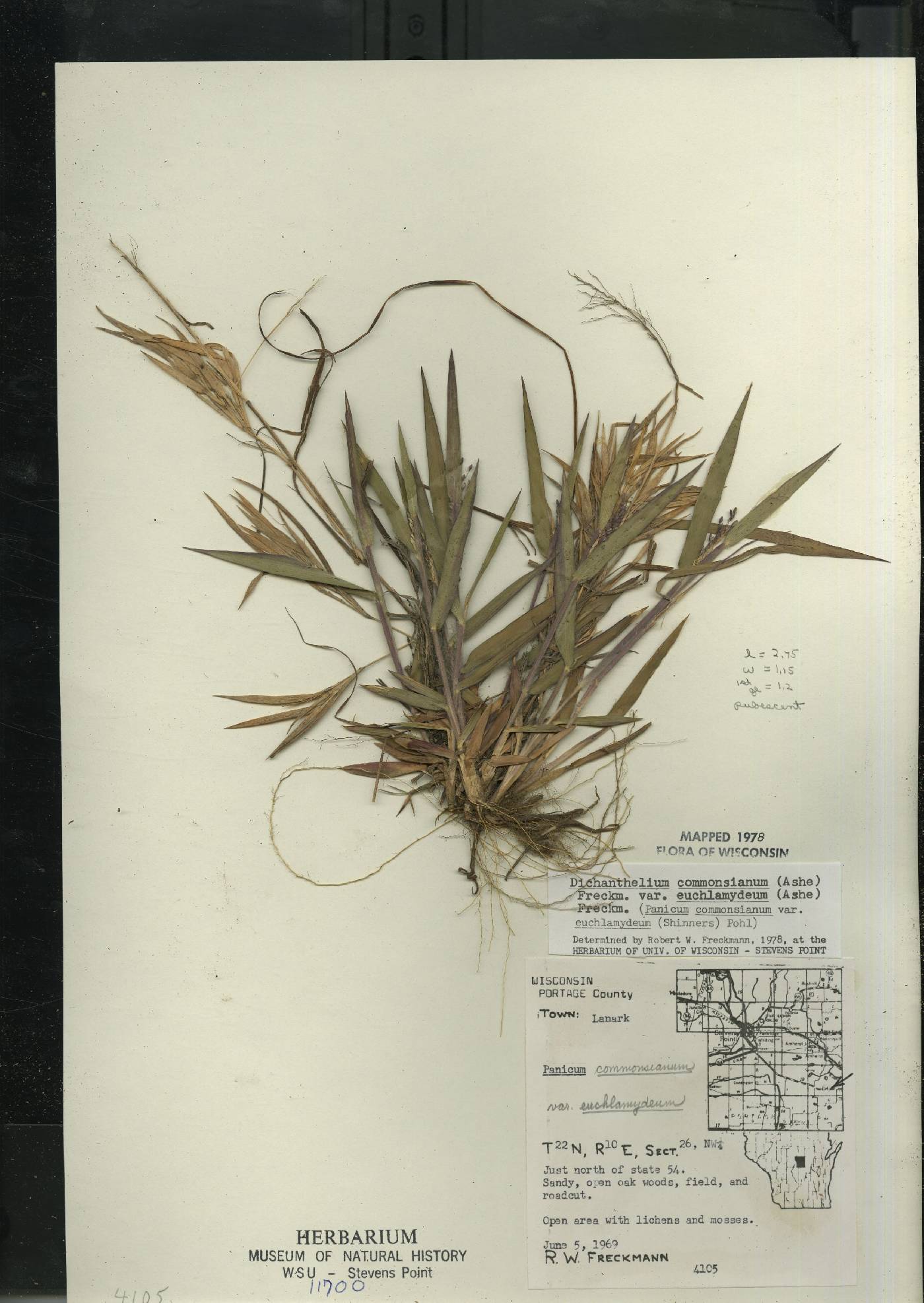 Dichanthelium commonsianum var. euchlamydeum image