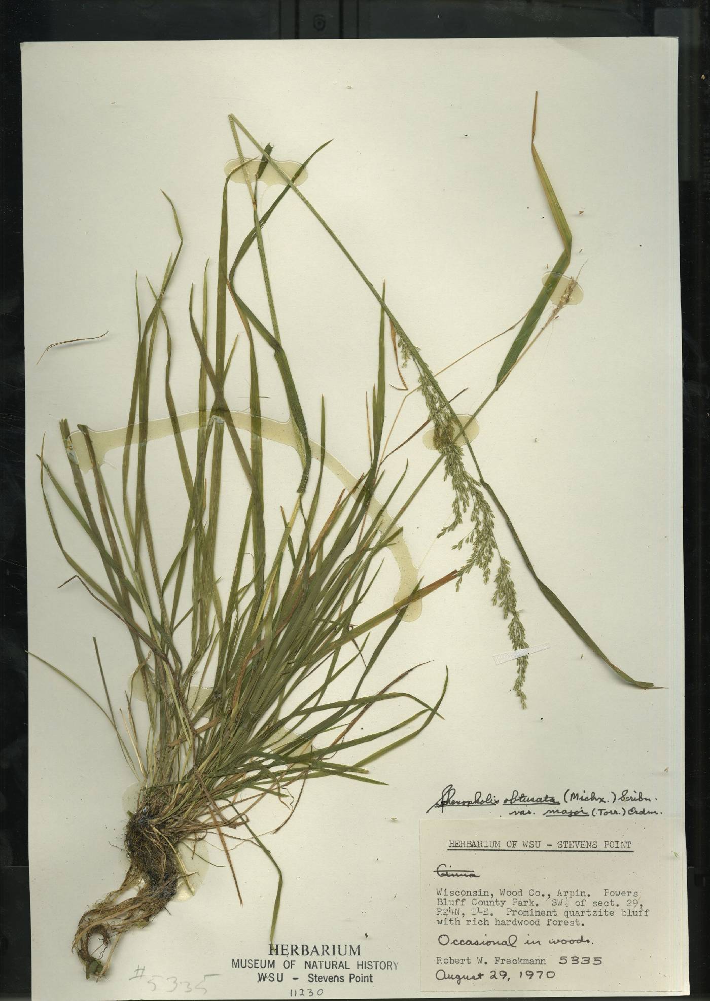 Sphenopholis intermedia image