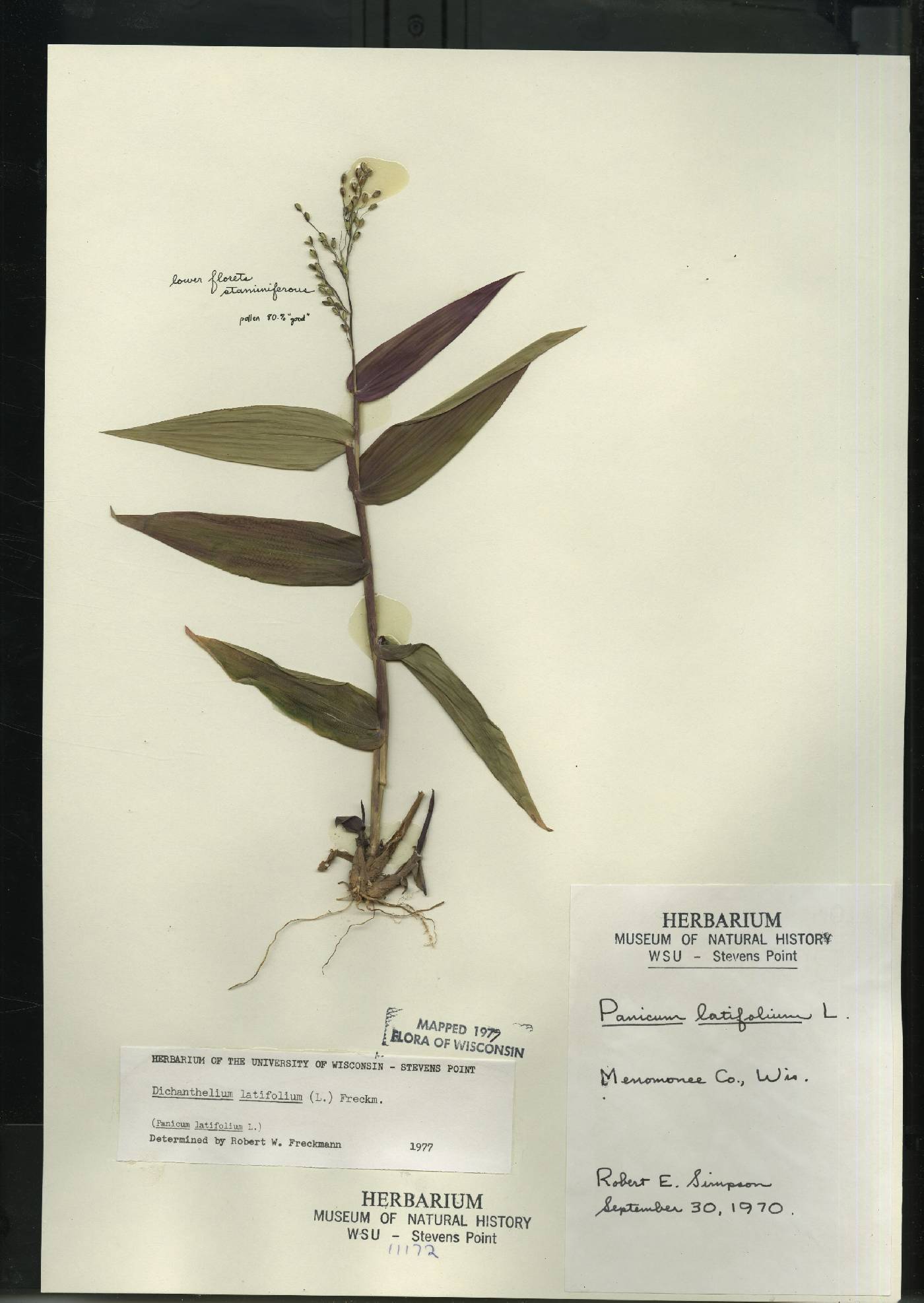 Dichanthelium latifolium image