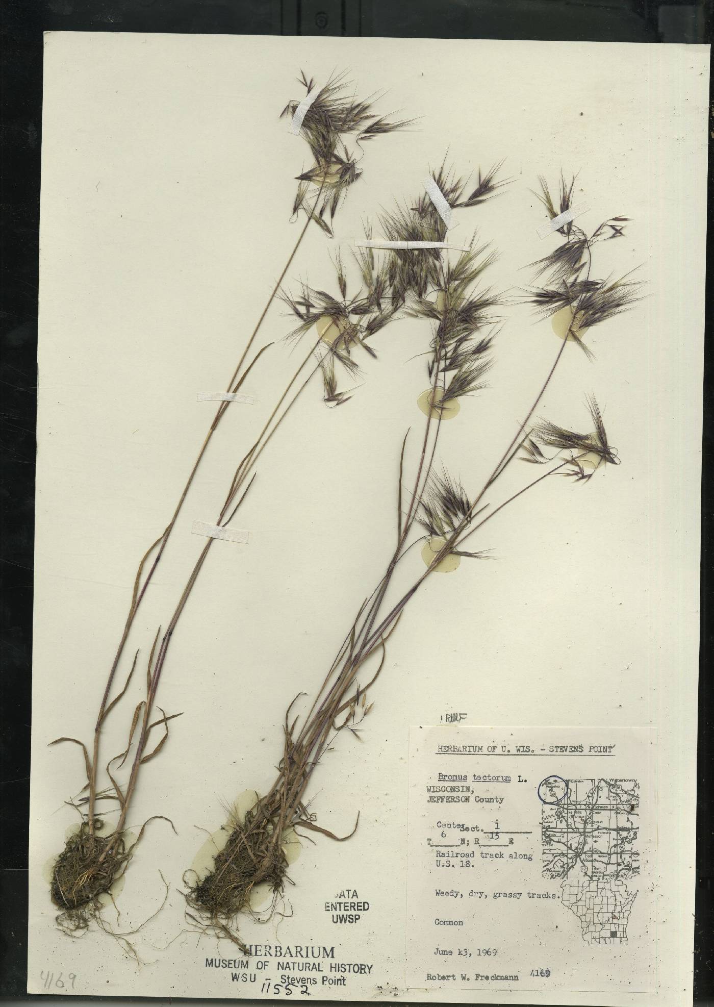 Bromus tectorum image