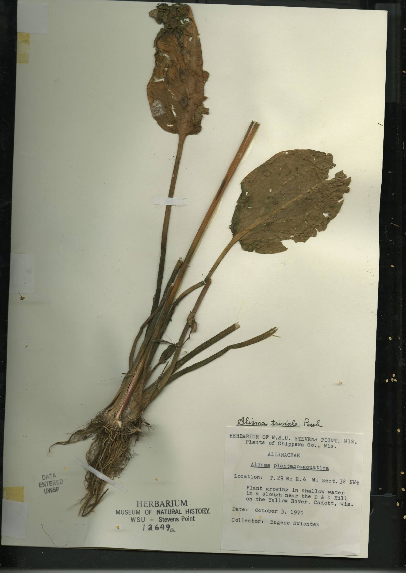 Alisma triviale image