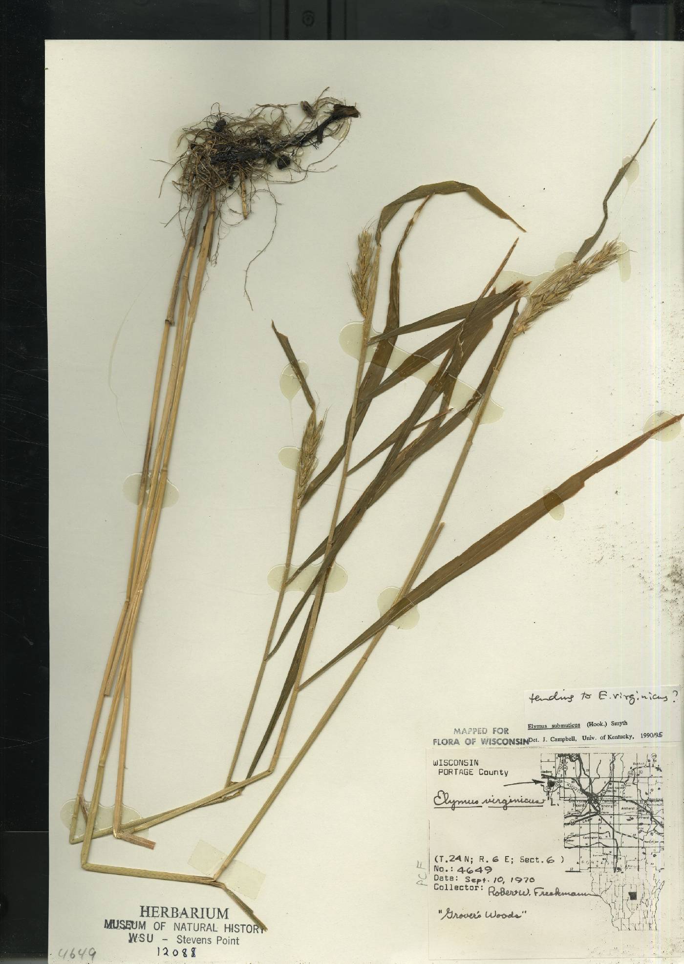 Elymus curvatus image