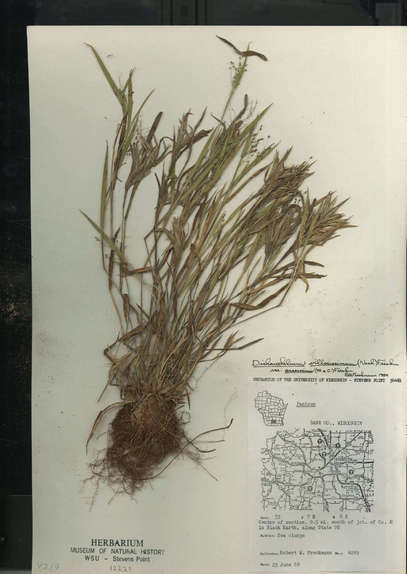 Dichanthelium villosissimum var. praecocius image