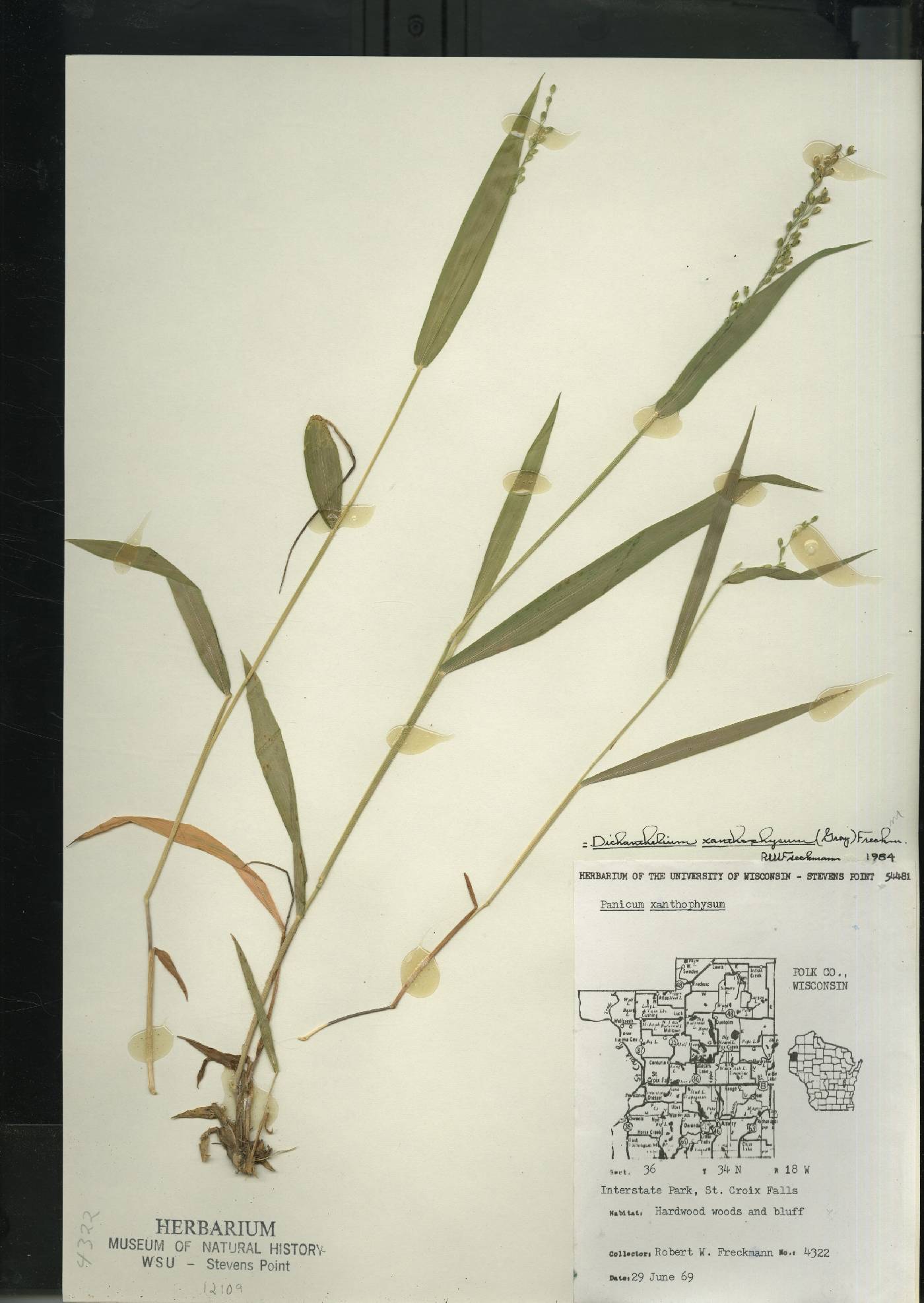 Dichanthelium xanthophysum image