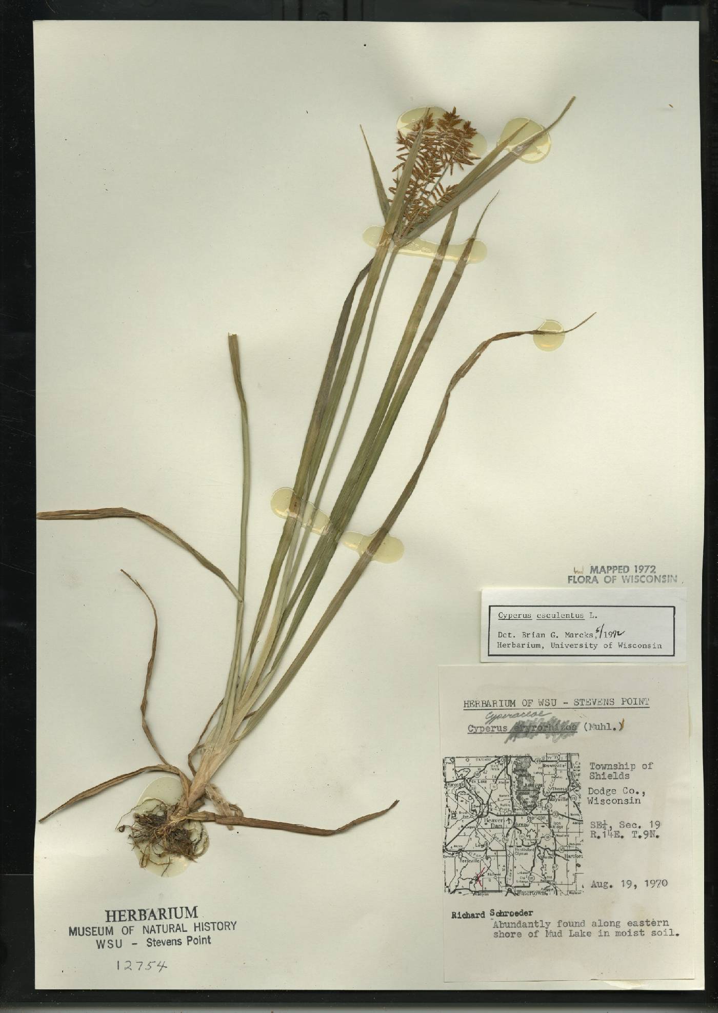 Cyperus esculentus image