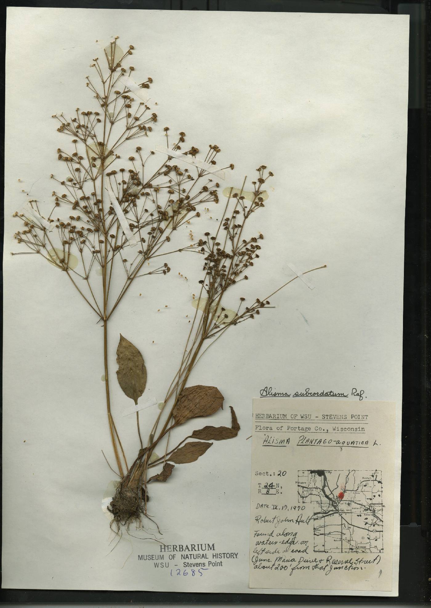 Alisma subcordatum image