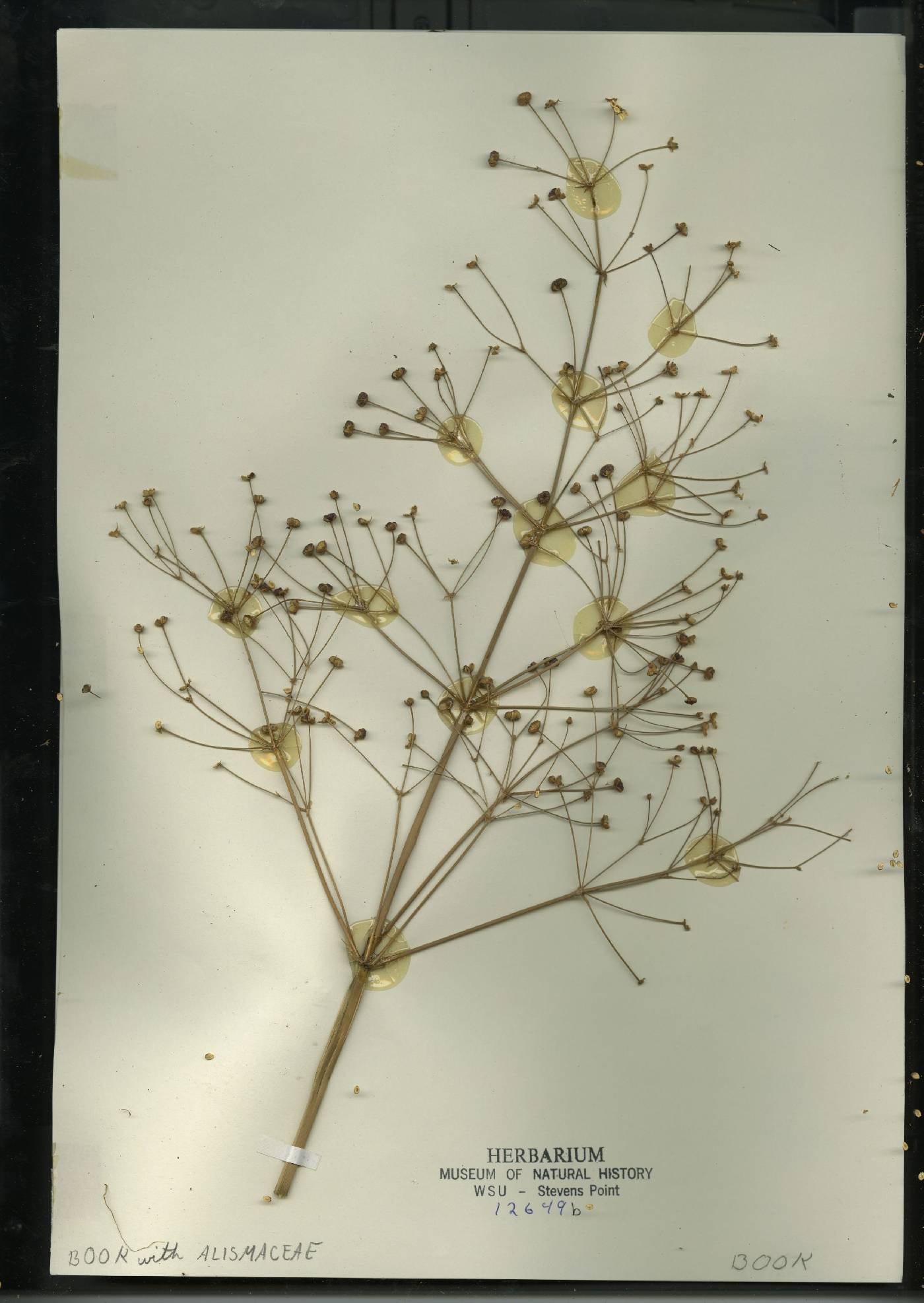 Alisma triviale image